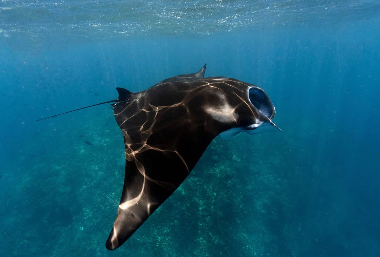 Una mantarraya majestuosa nadando en agua clara del océano