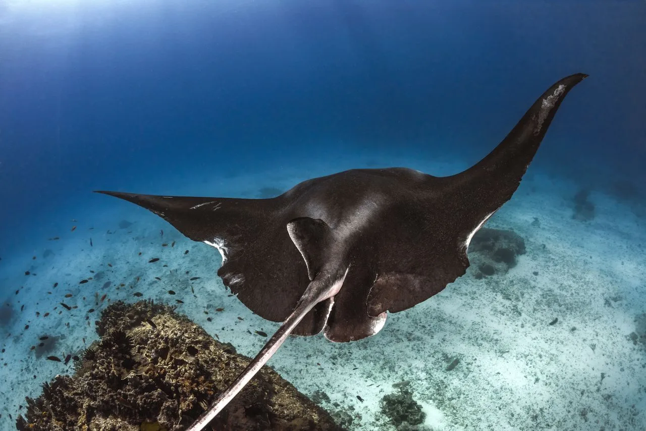 Mantarraya vista desde abajo mientras nada cerca de la superficie