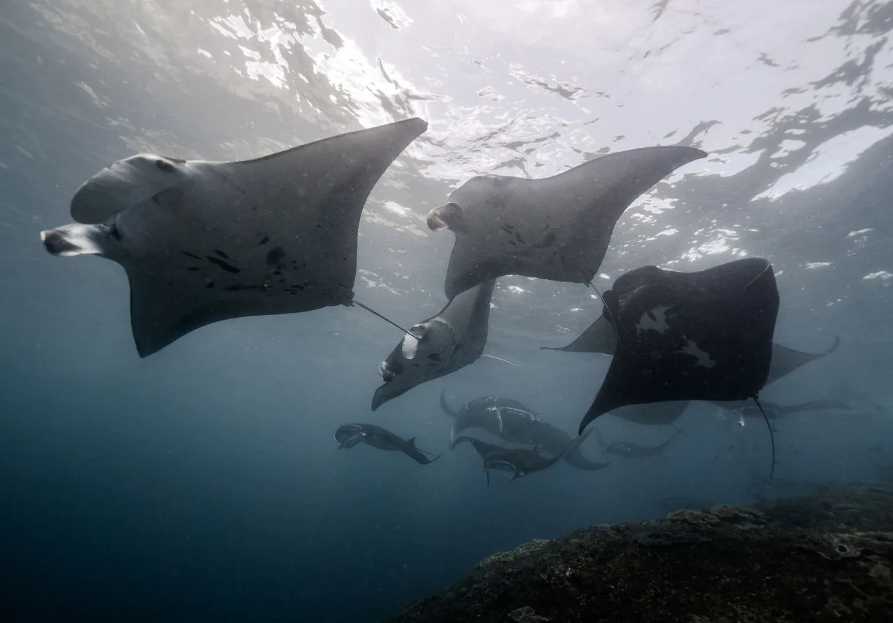 Mantarrayas de arrecife nadando en las aguas claras de Raja Ampat