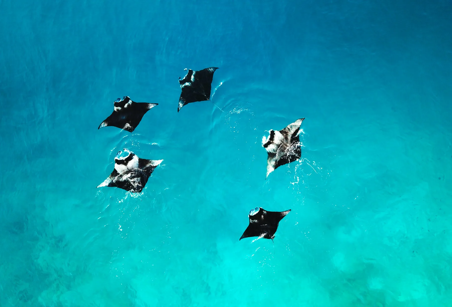 Toma aérea de mantarrayas apareándose