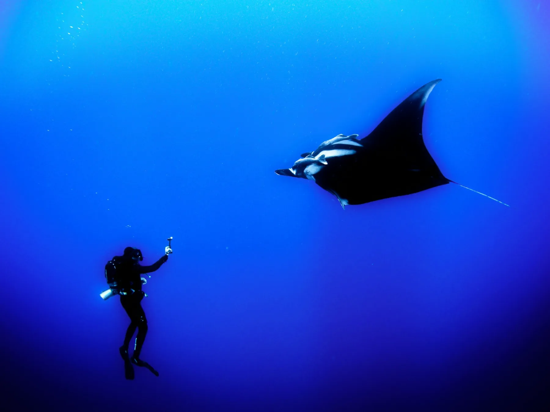Buzo bajo el agua buceando con una mantarraya