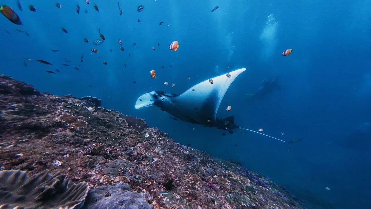 Mantarraya nadando sobre una estación de limpieza en el arrecife