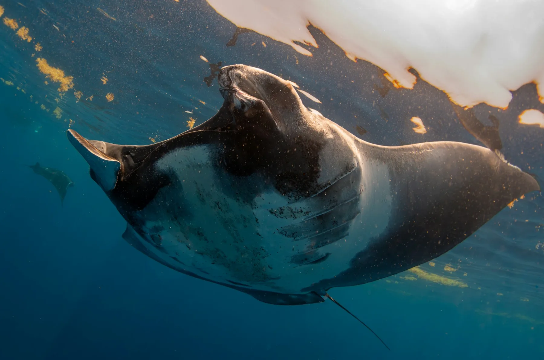 Mantarraya planeando en las aguas azules del Caribe