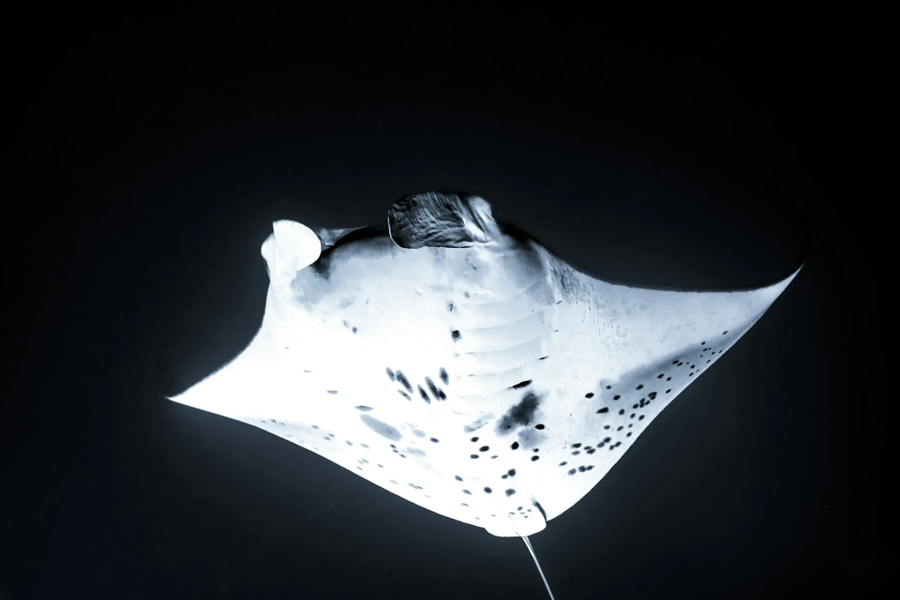 Mantarraya nadando sobre un arrecife poco profundo