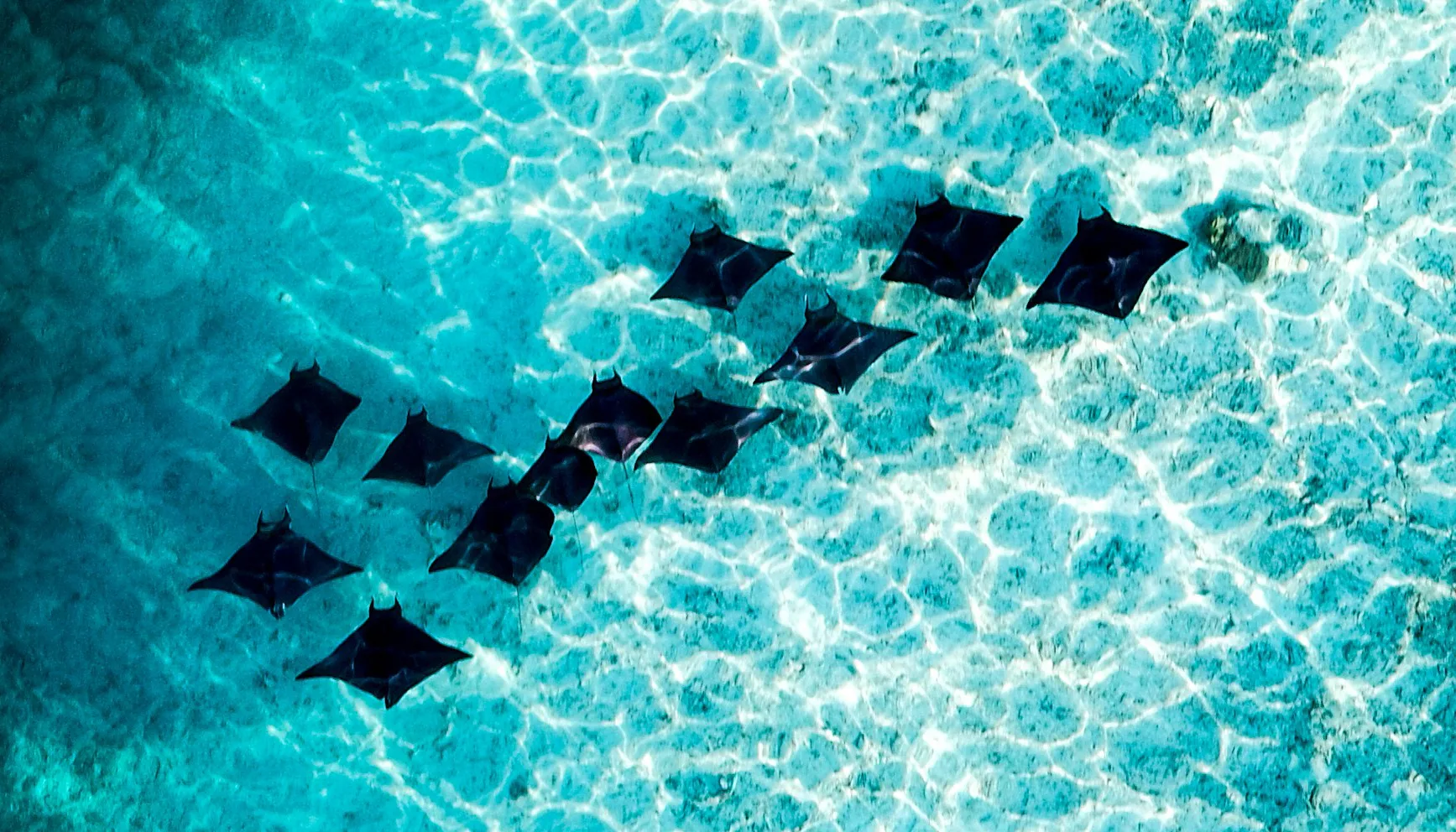 Toma aérea de un grupo grande de mantarrayas nadando en agua cristalina