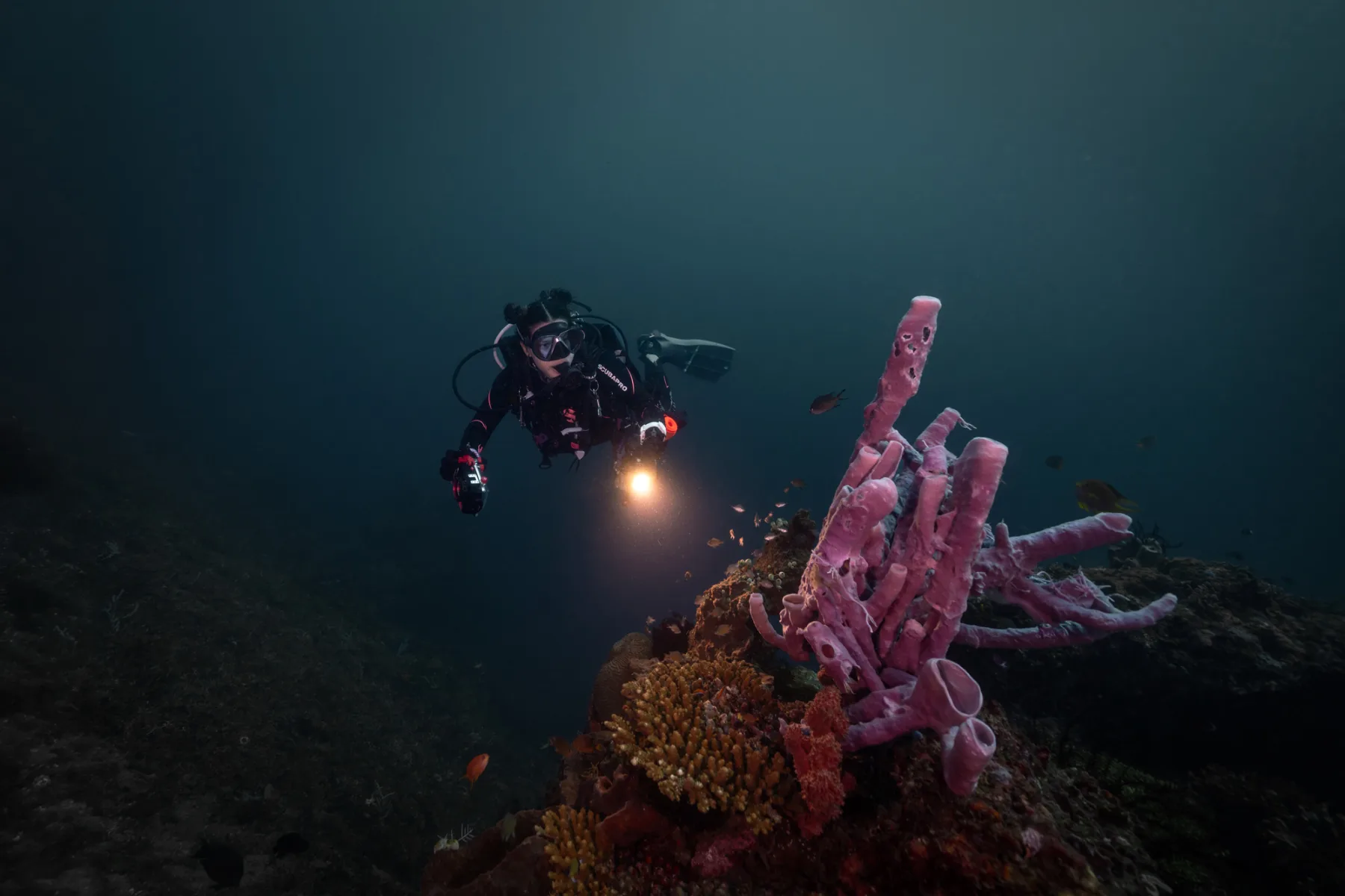 foto submarina de caro santamaria buceando en un arrecife y sosteniendo una linterna