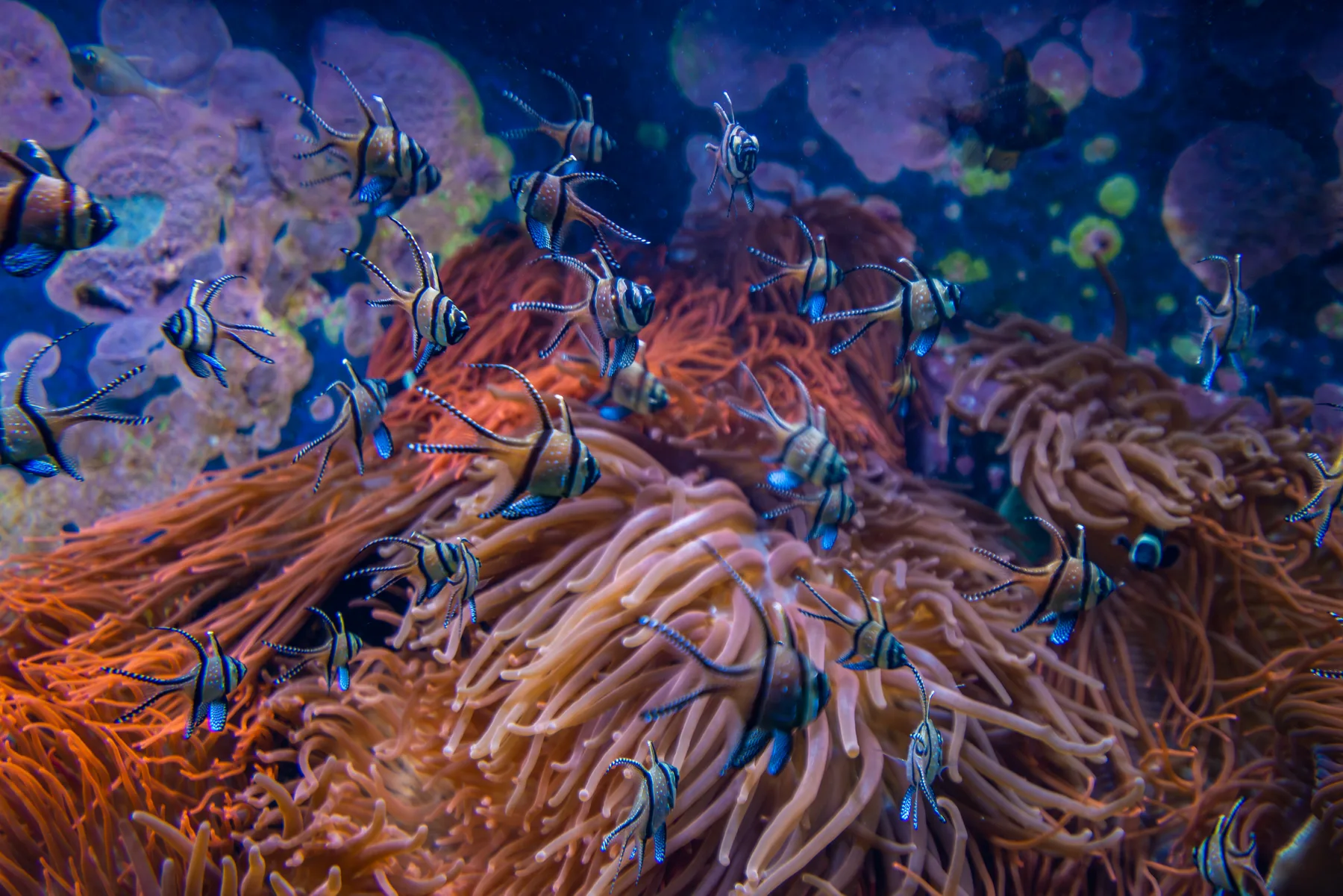 Today Is the First Biodiversity Day Under the New High Seas Treaty