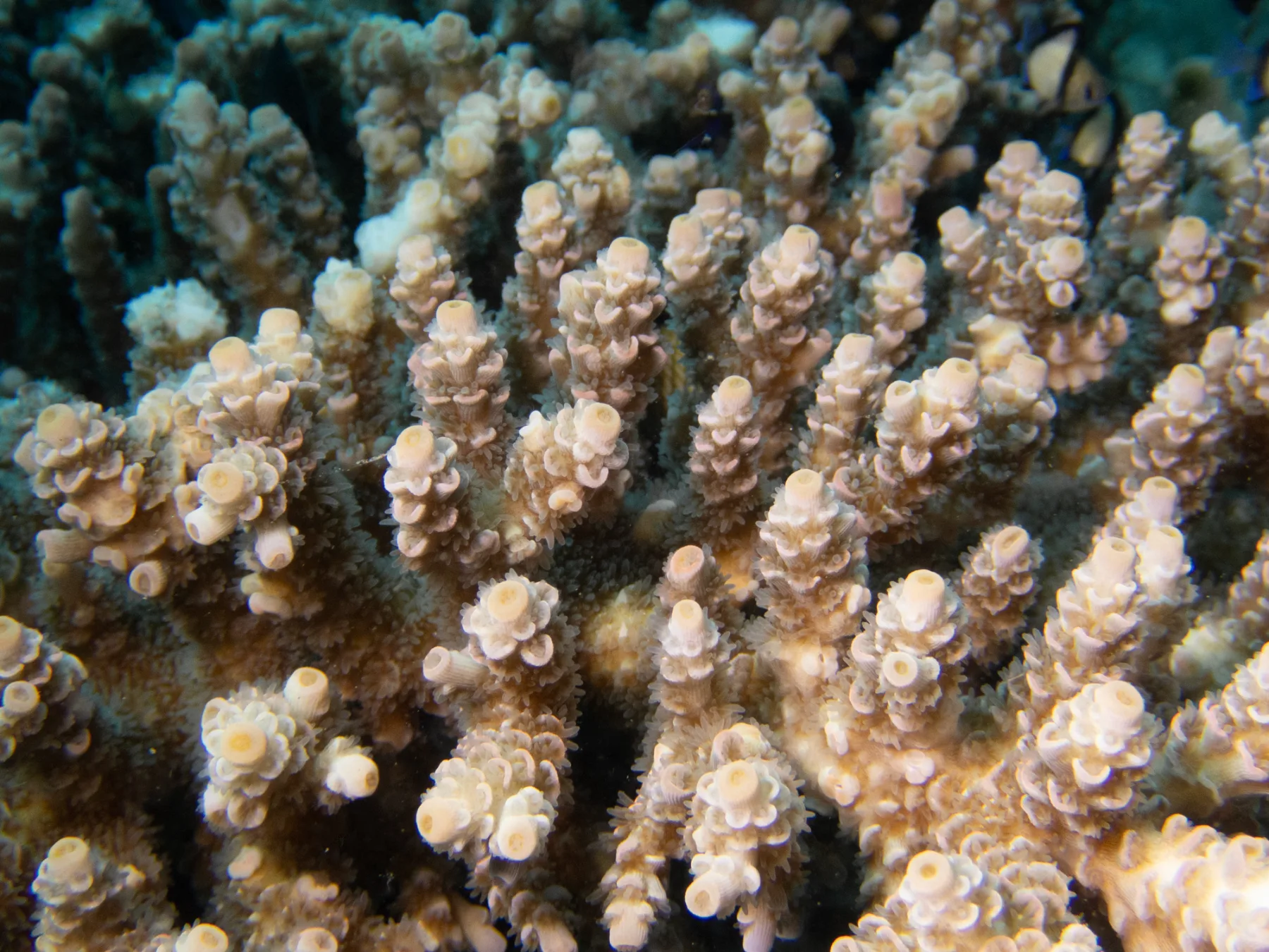 coral acropora millepora
