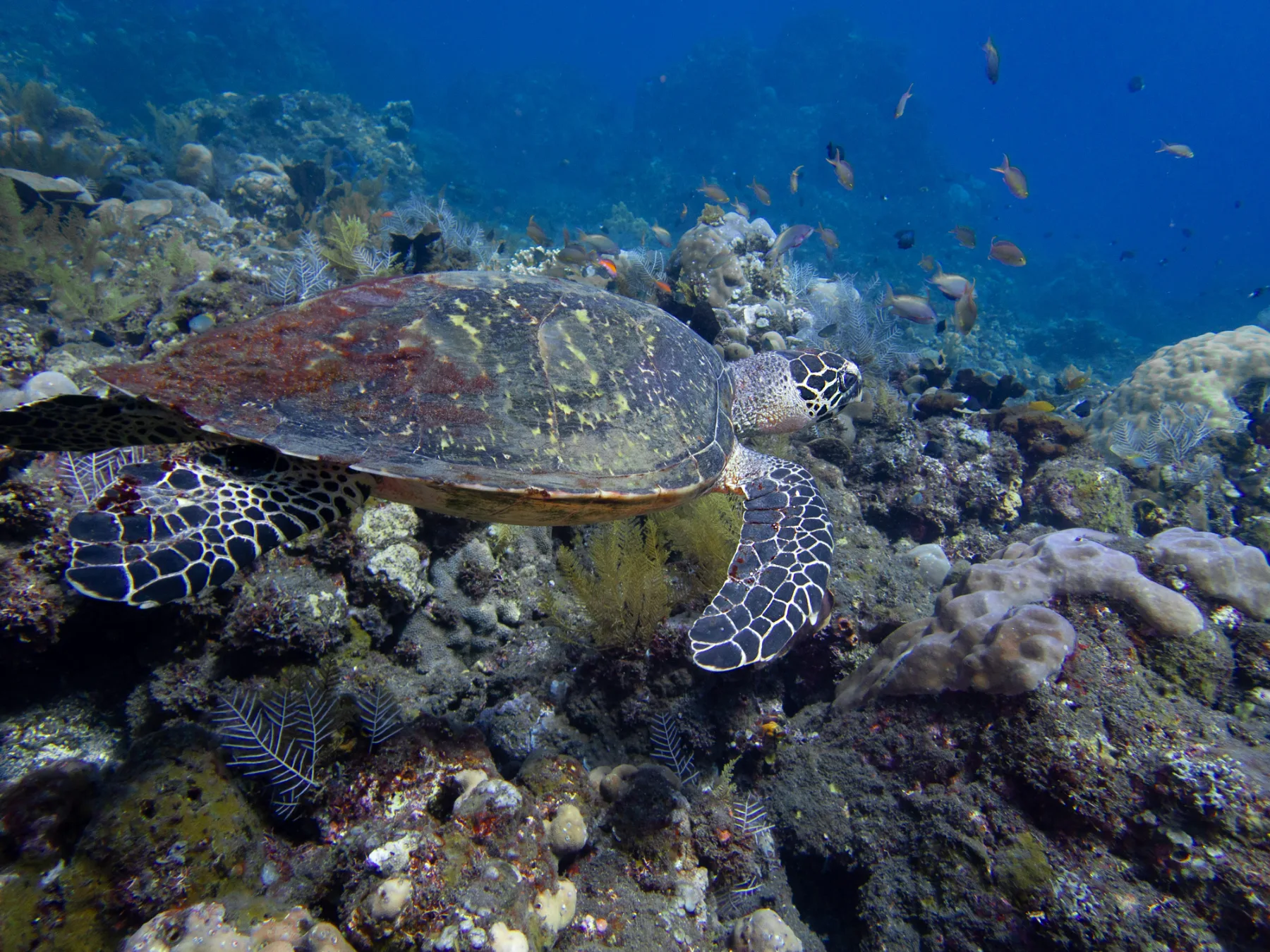 tortuga verde recorriendo un arrecife de coral