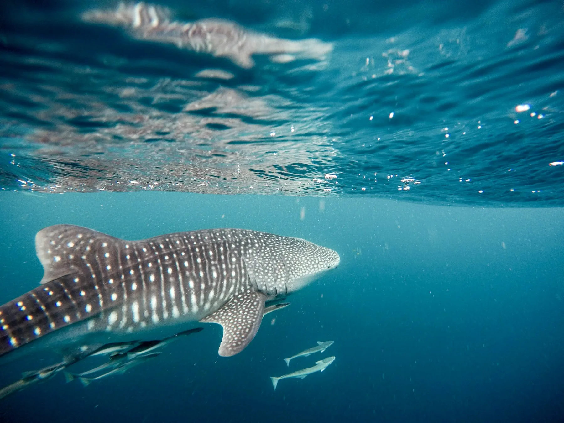 Marine Protected Areas: Why Protection Actually Works