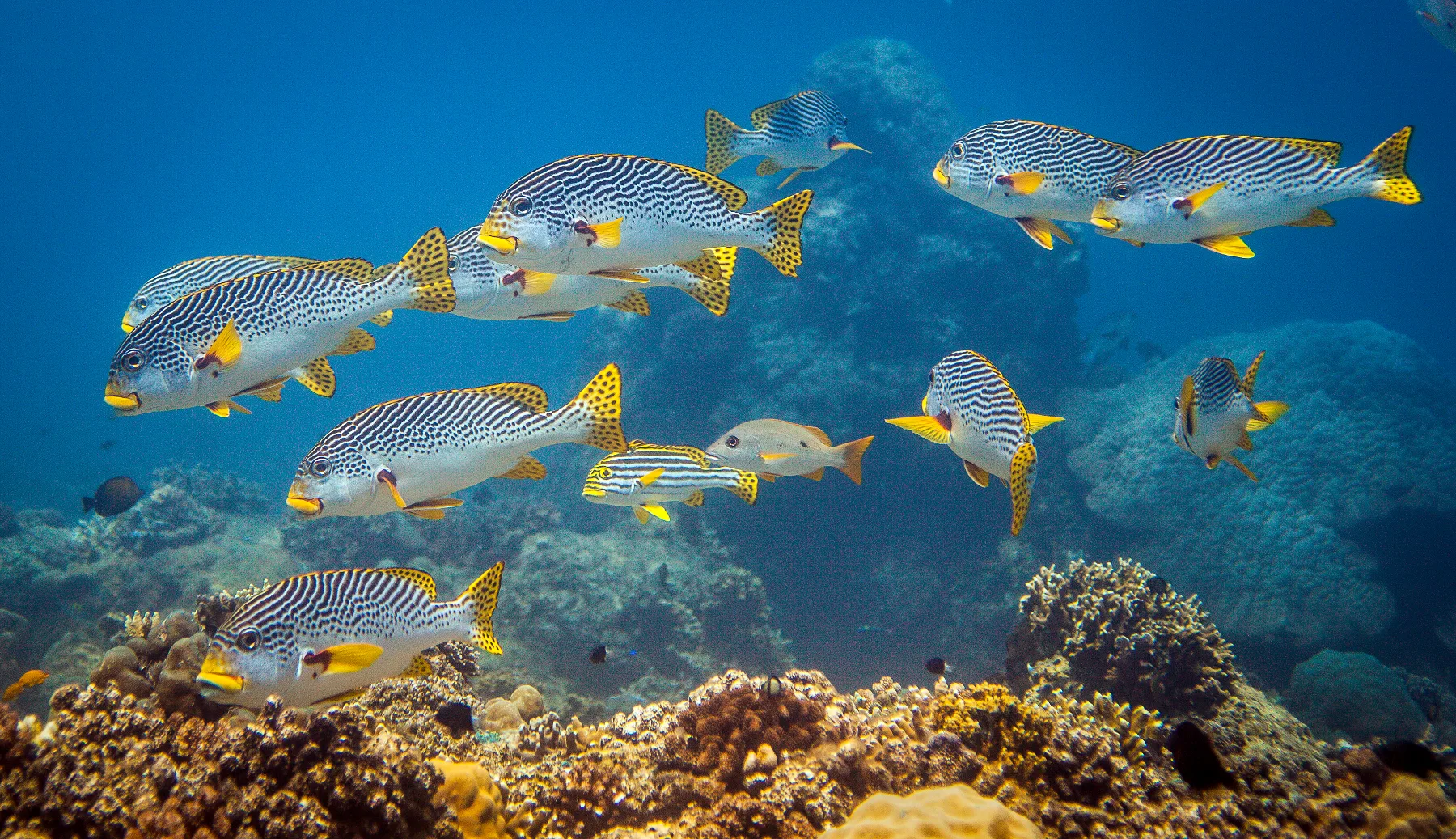 school of tropical fish on a coral reef