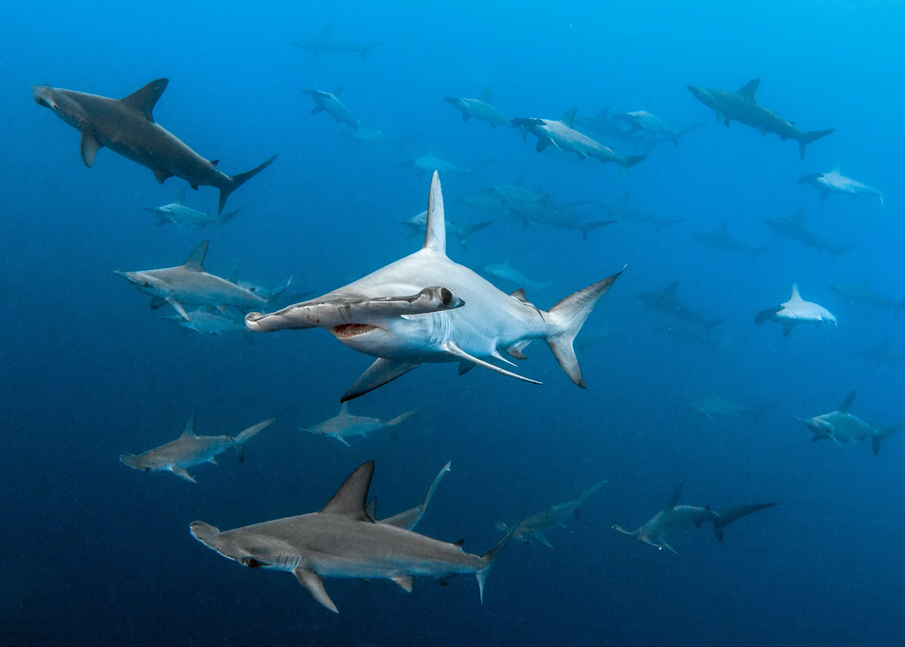 school of hammerhead sharks