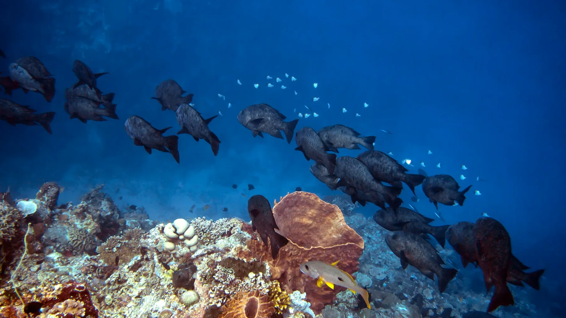 school of fish on a healthy coral reef