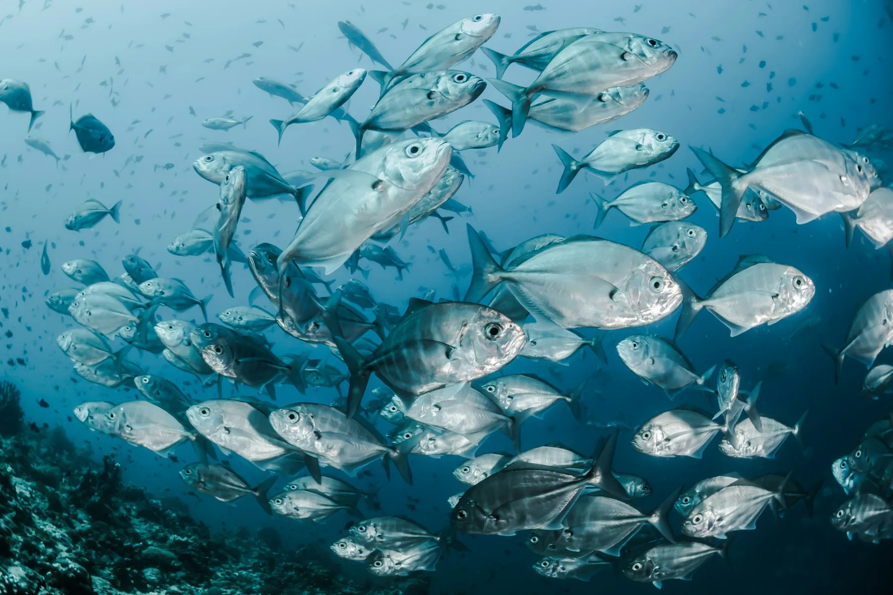 Coral reef in the Verde Island Passage