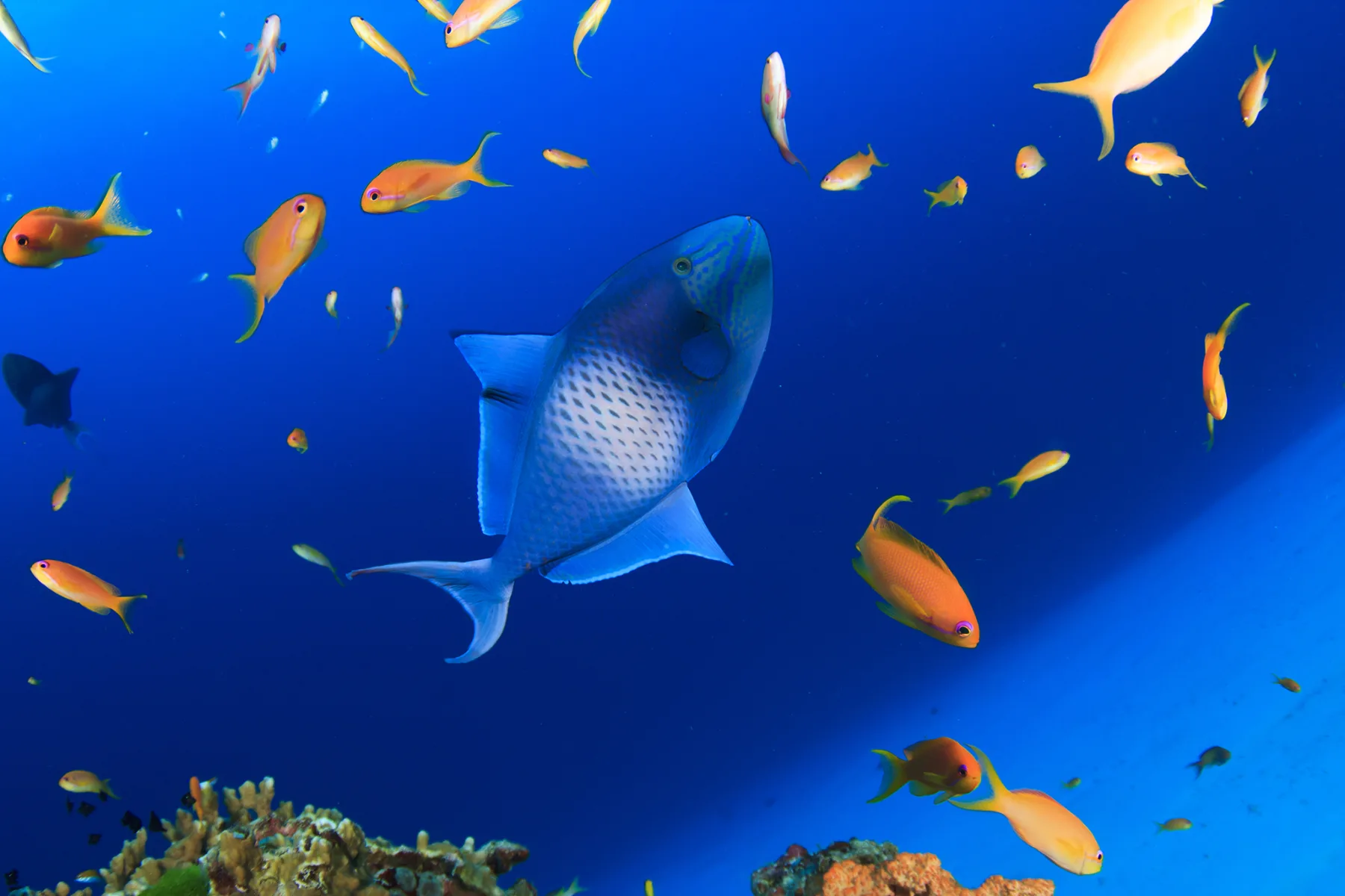 Redtooth triggerfish over a reef in the Verde Island Passage