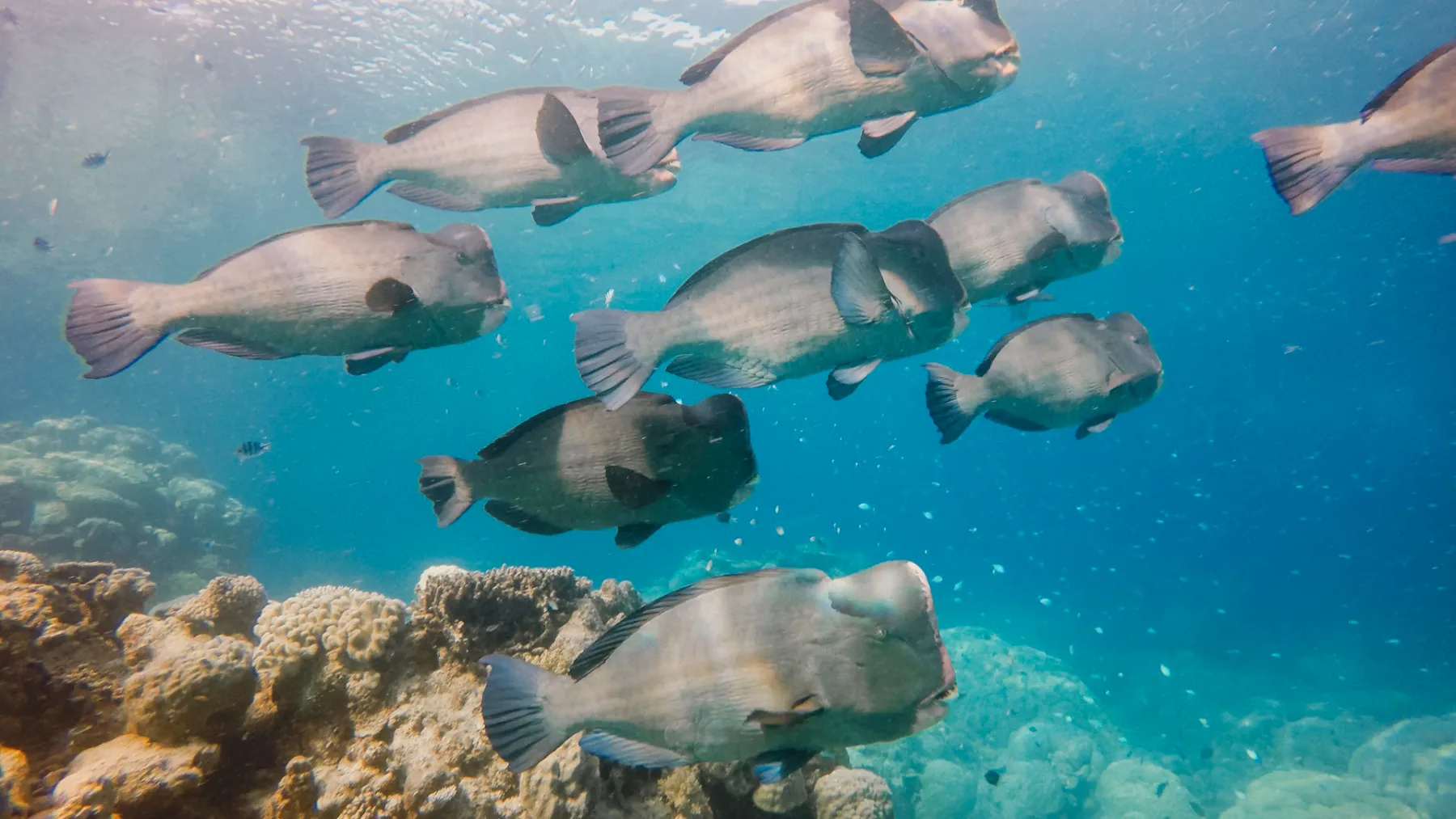 School of bumphead parrotfish on a Verde Island Passage reef