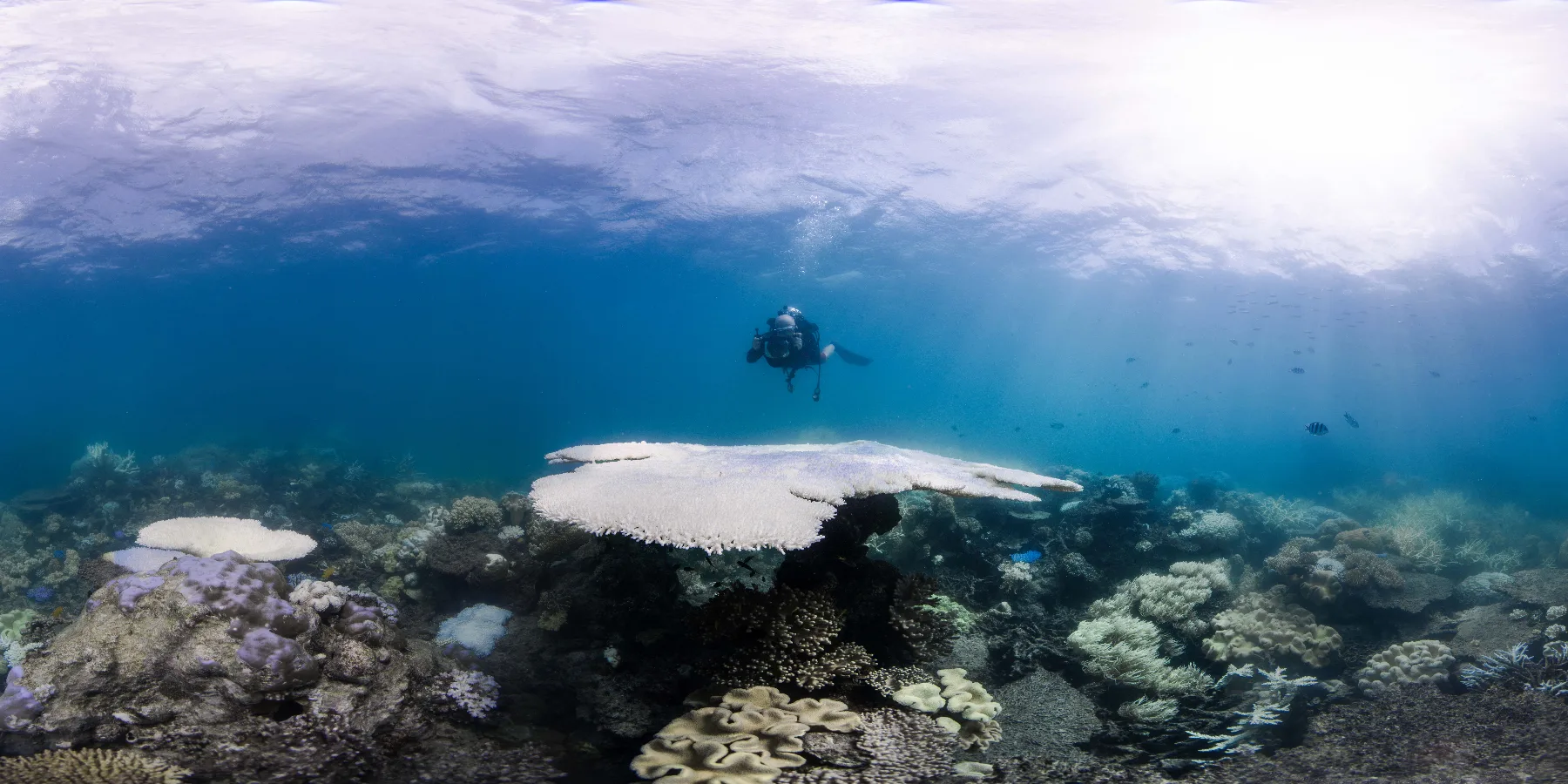 Scuba diver diving during the Coral bleaching on the Great Barrier Reef