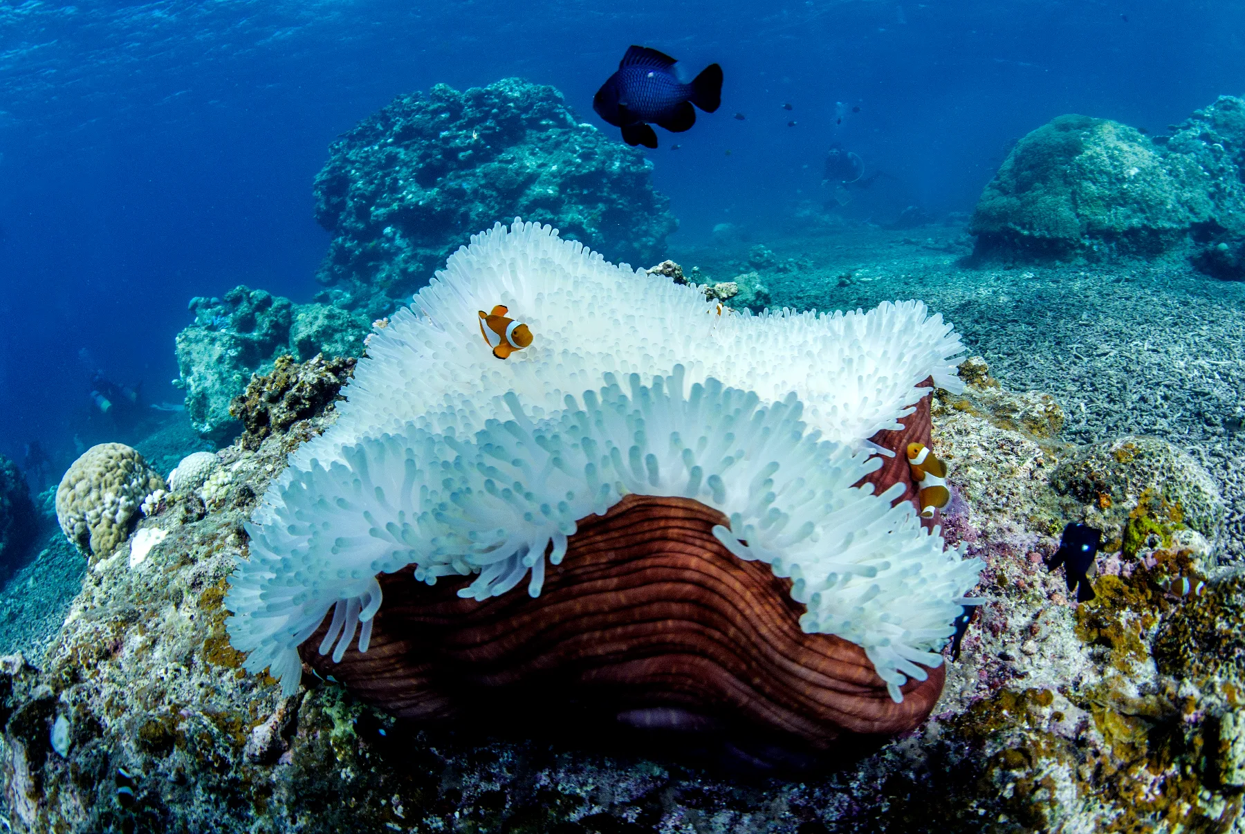 bleached anemone with clown fish around it during coral bleaching event