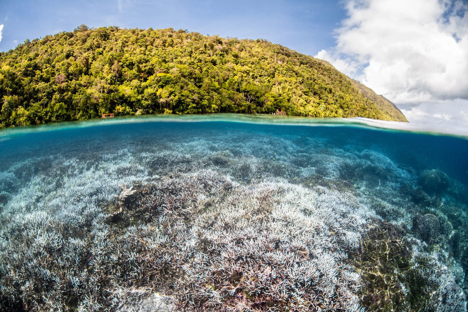Bleached coral, Raja Ampat, Indonesia