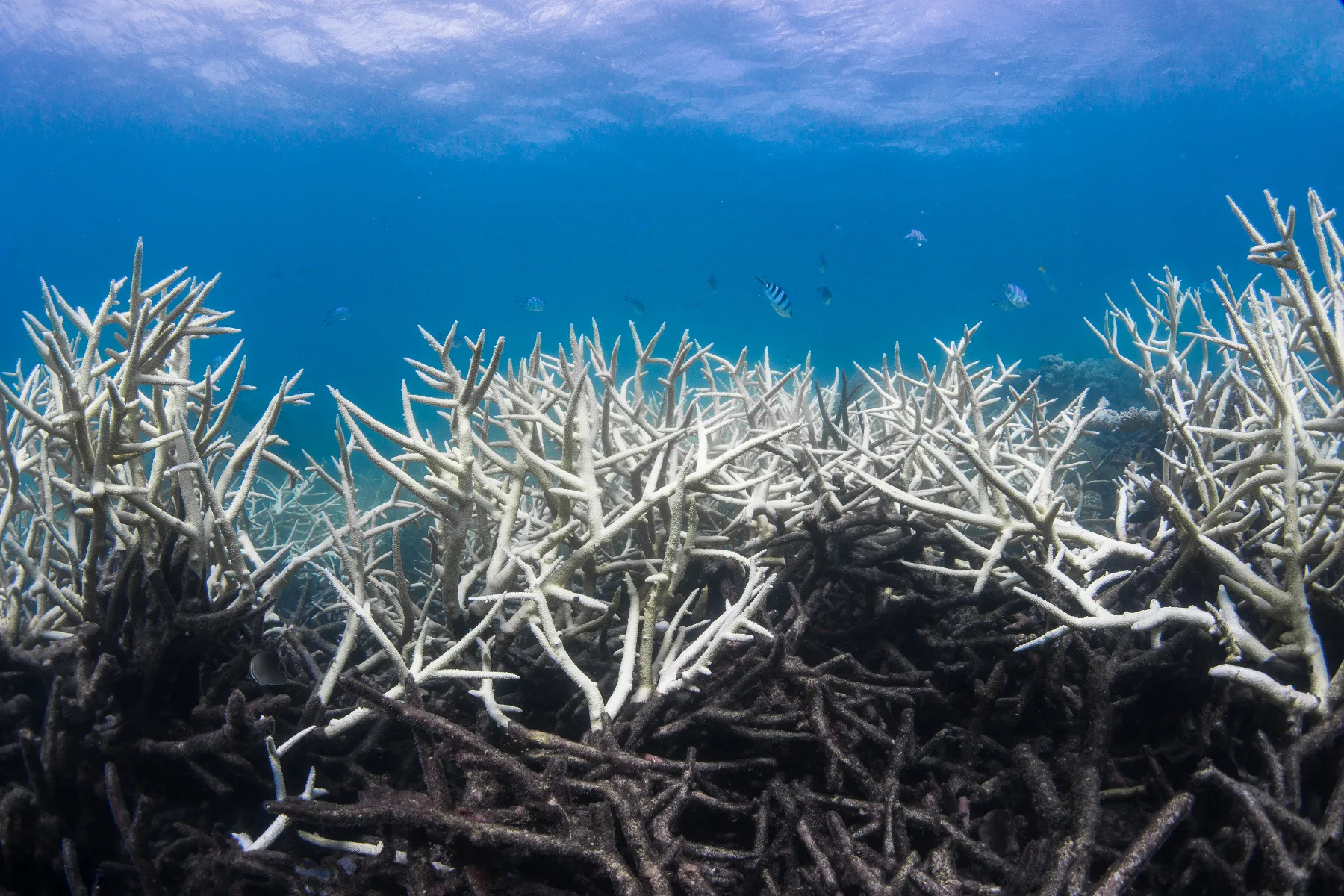 bleached and dead staghorn coral reef during Coral bleaching event on the Great Barrier Reef