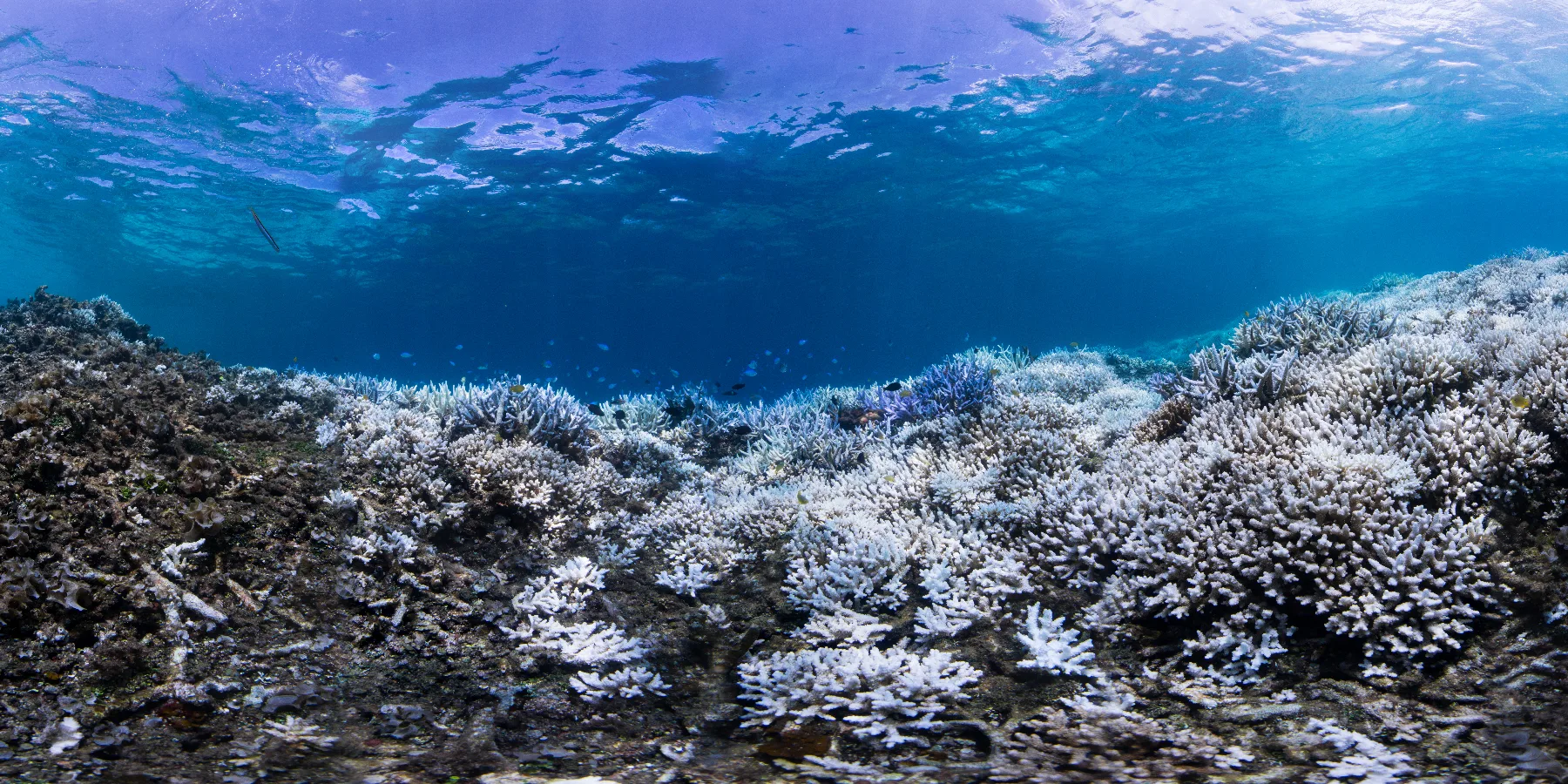 Elkhorn and staghorn coral bleaching