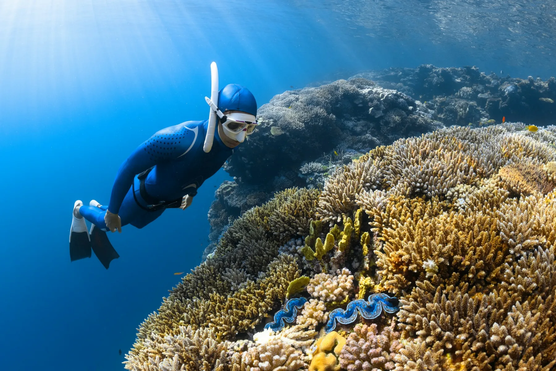 freediver underwater looking at healthy coral