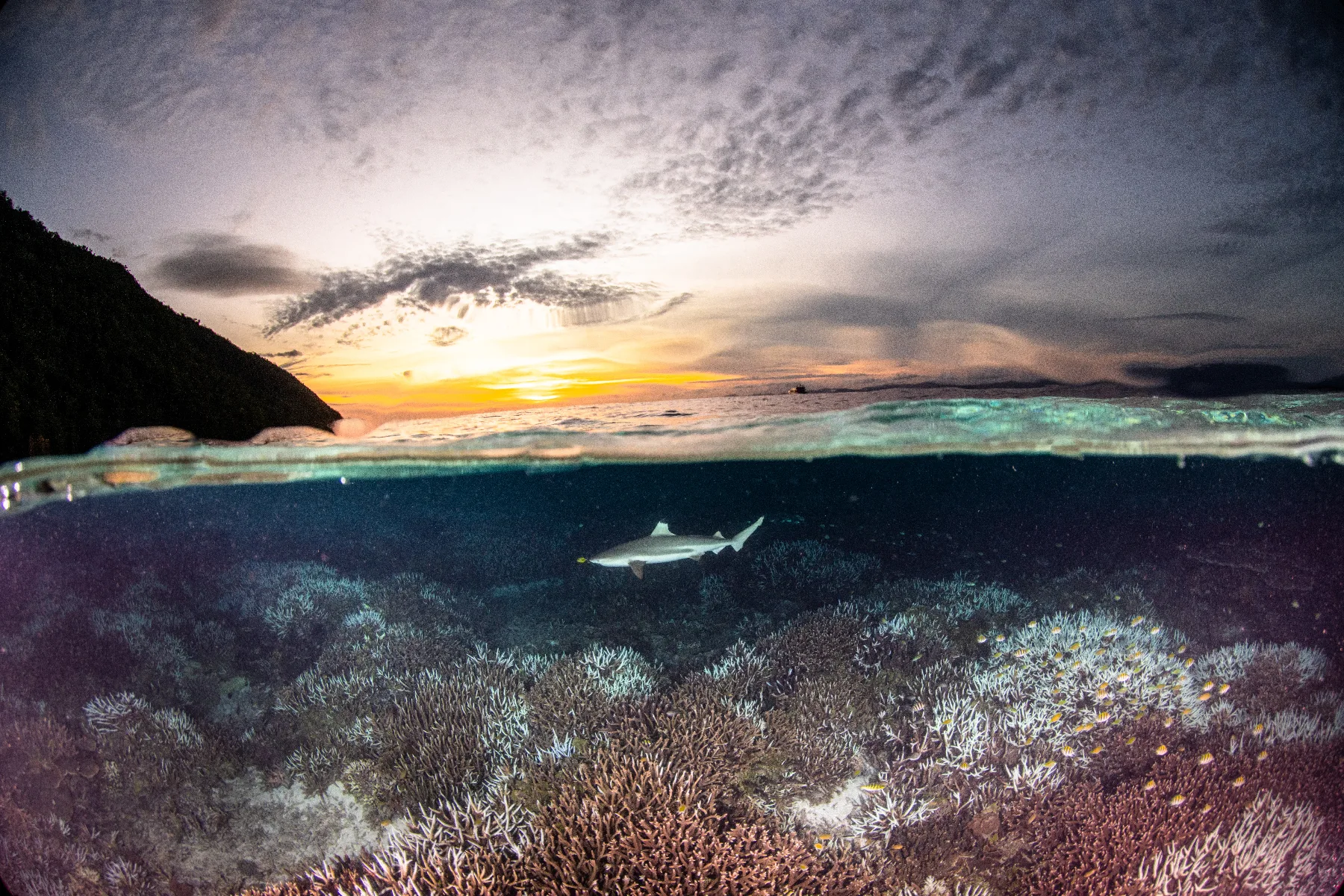 Reef shark over partially bleaching coral, Raja Ampat, Indonesia