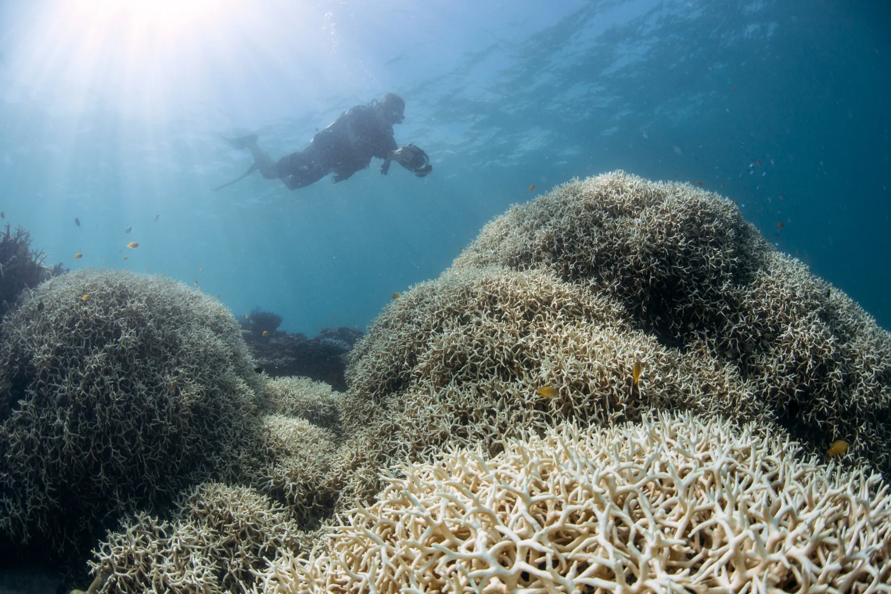 Underwater photographer diving in a reef during Coral bleaching event in Fiji