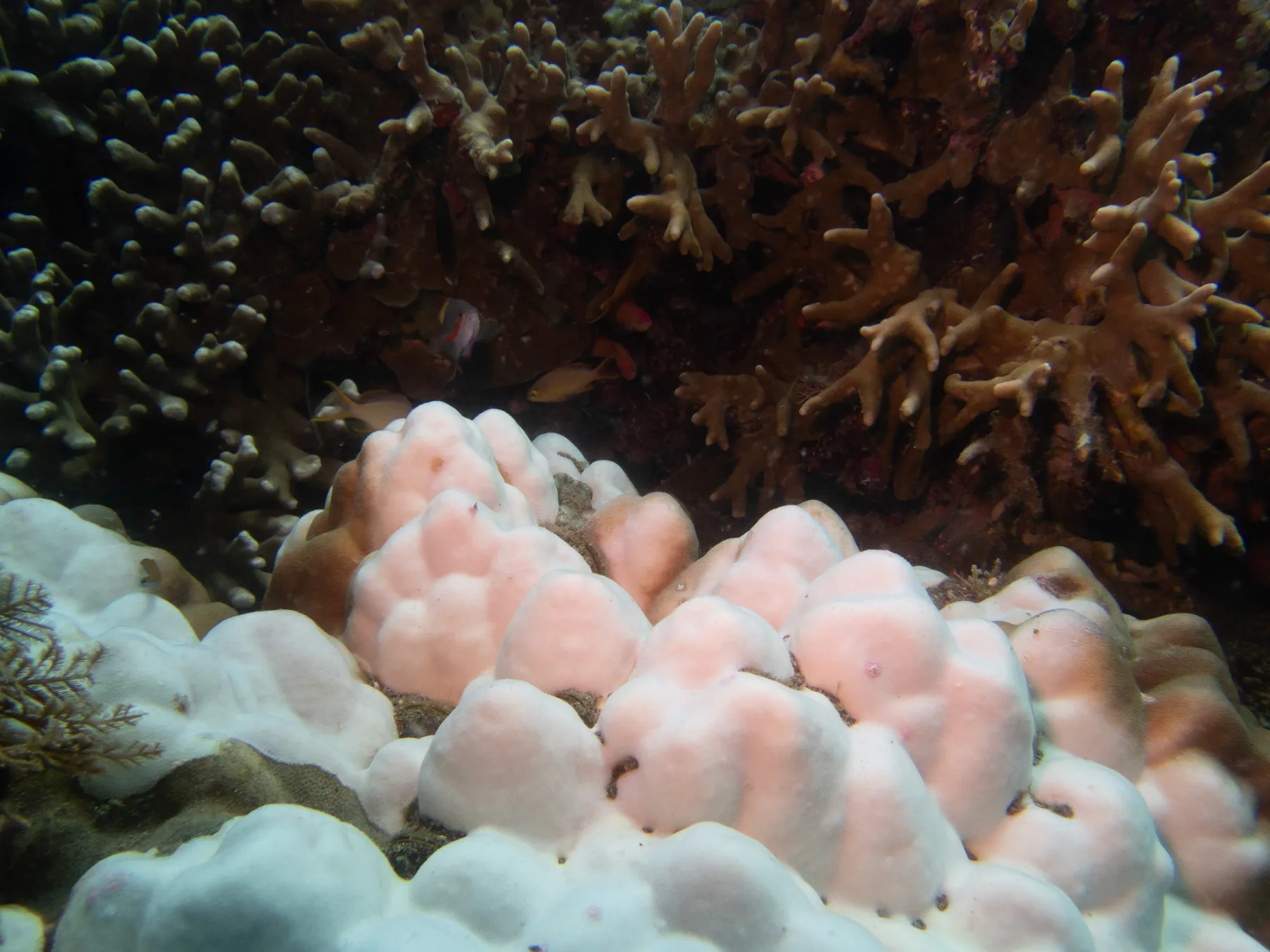 massive-coral-bleaching-caro-santamaria-ocean