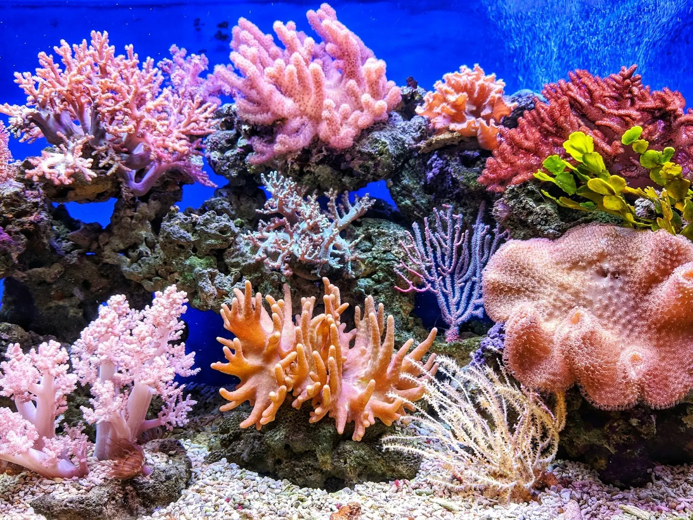 Conservación