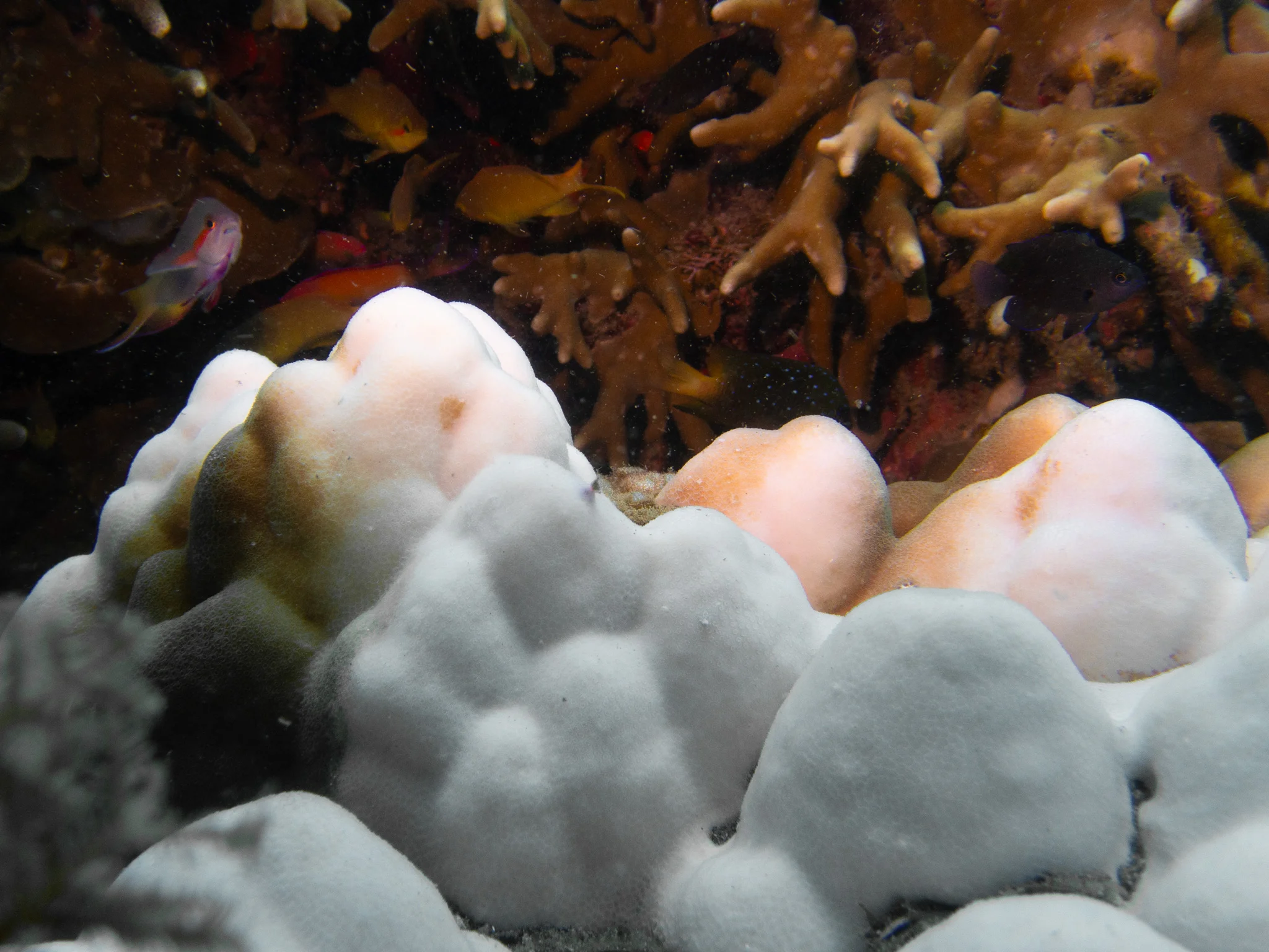 Coral blanqueado blanco sobre un arrecife degradado que muestra los efectos del estrés térmico, Triángulo de Coral