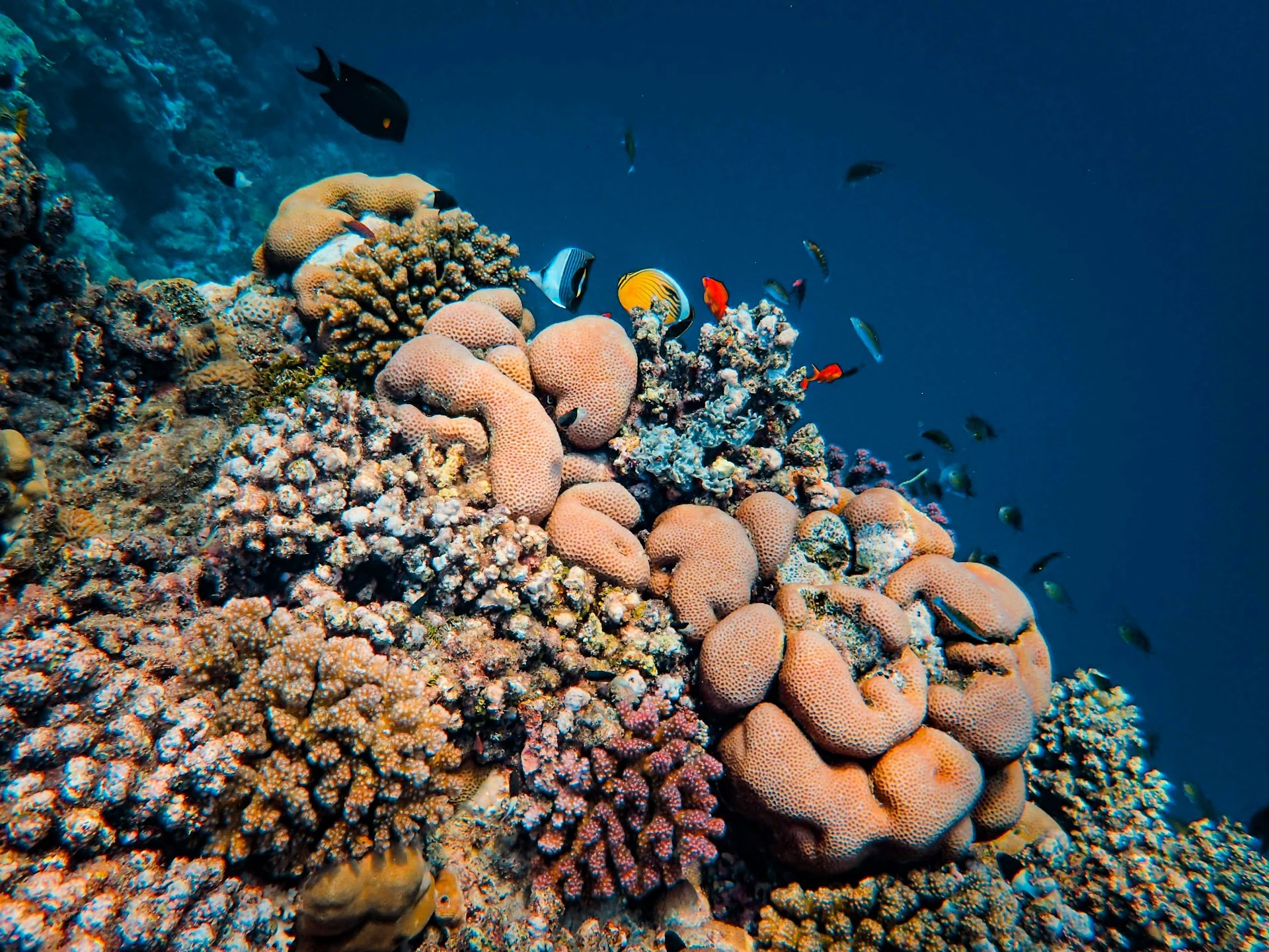Scuba diver photographing a vibrant soft coral reef in the Coral Triangle