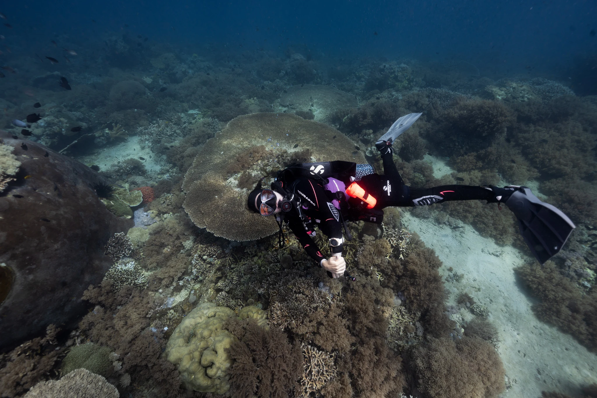 Diver surveying a stressed coral reef showing bleaching and degradation in the Coral Triangle