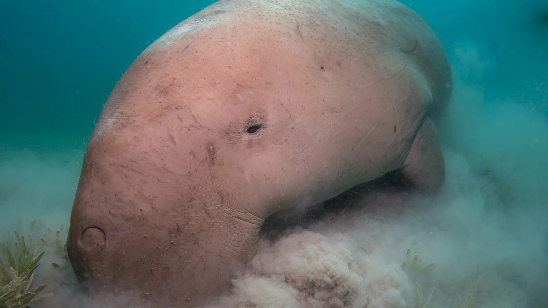 Dugong feeding on seagrass on the sandy seafloor, Coral Triangle