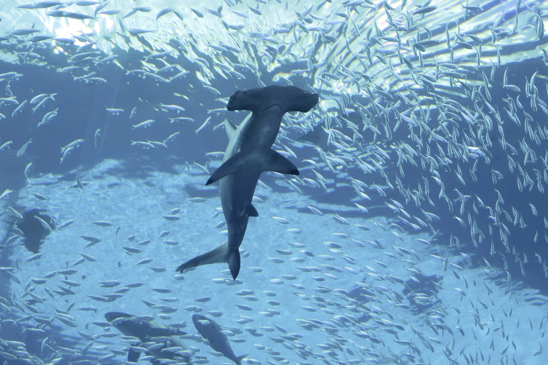 Hammerhead shark gliding through a dense baitball in the open ocean, Coral Triangle
