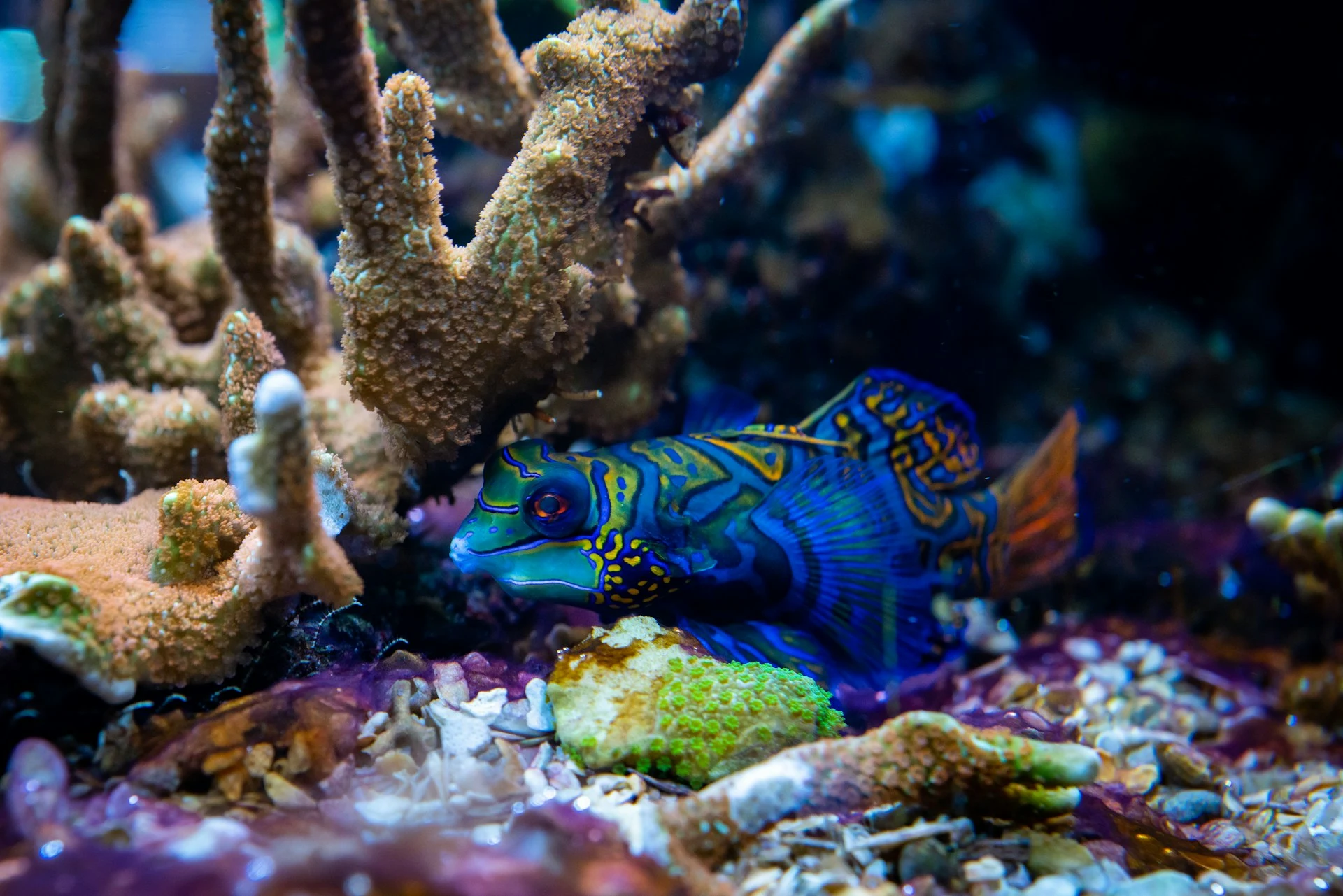 Mandarin fish sheltering among coral branches on a reef in the Coral Triangle
