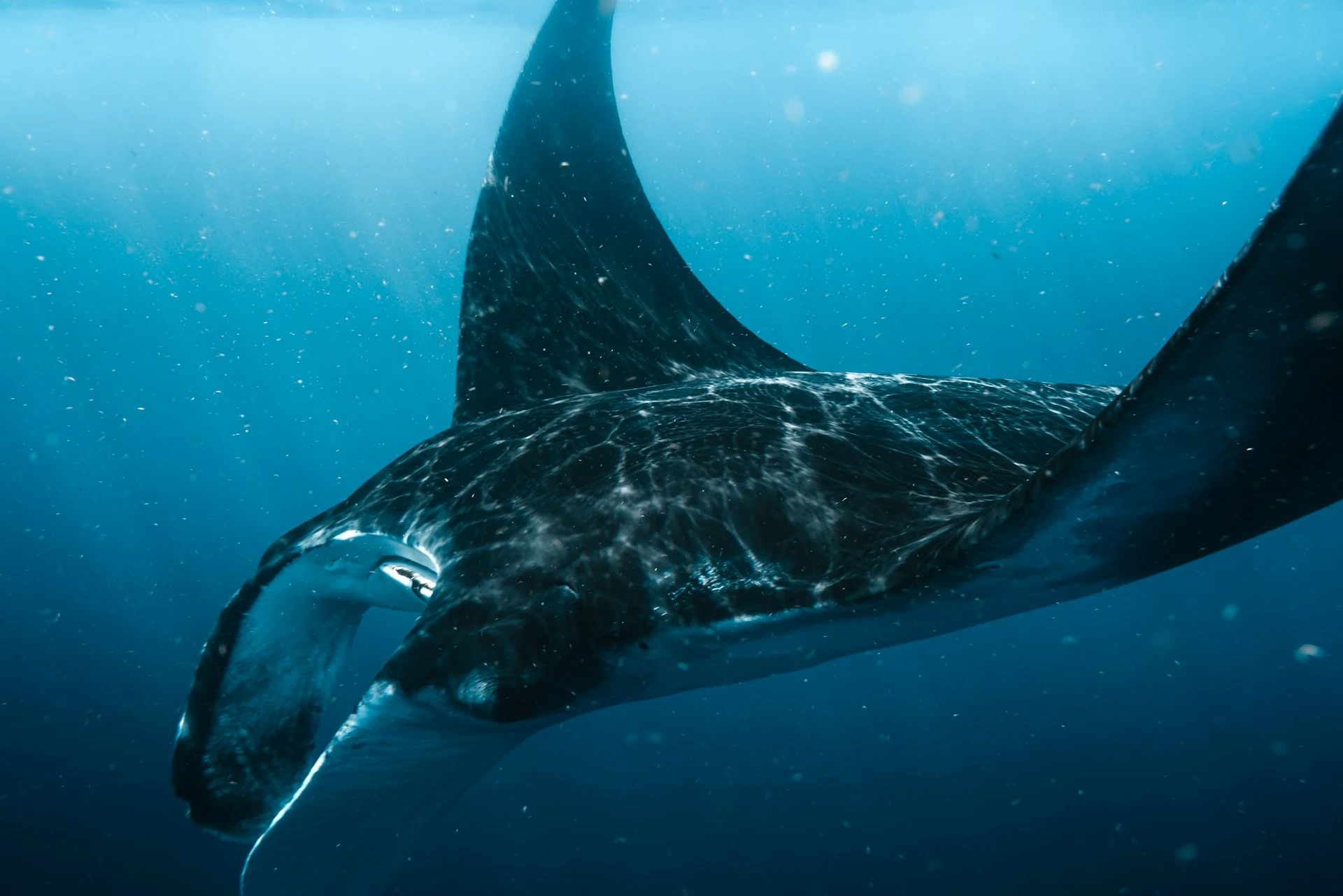 Manta ray gliding through blue open water in the Coral Triangle