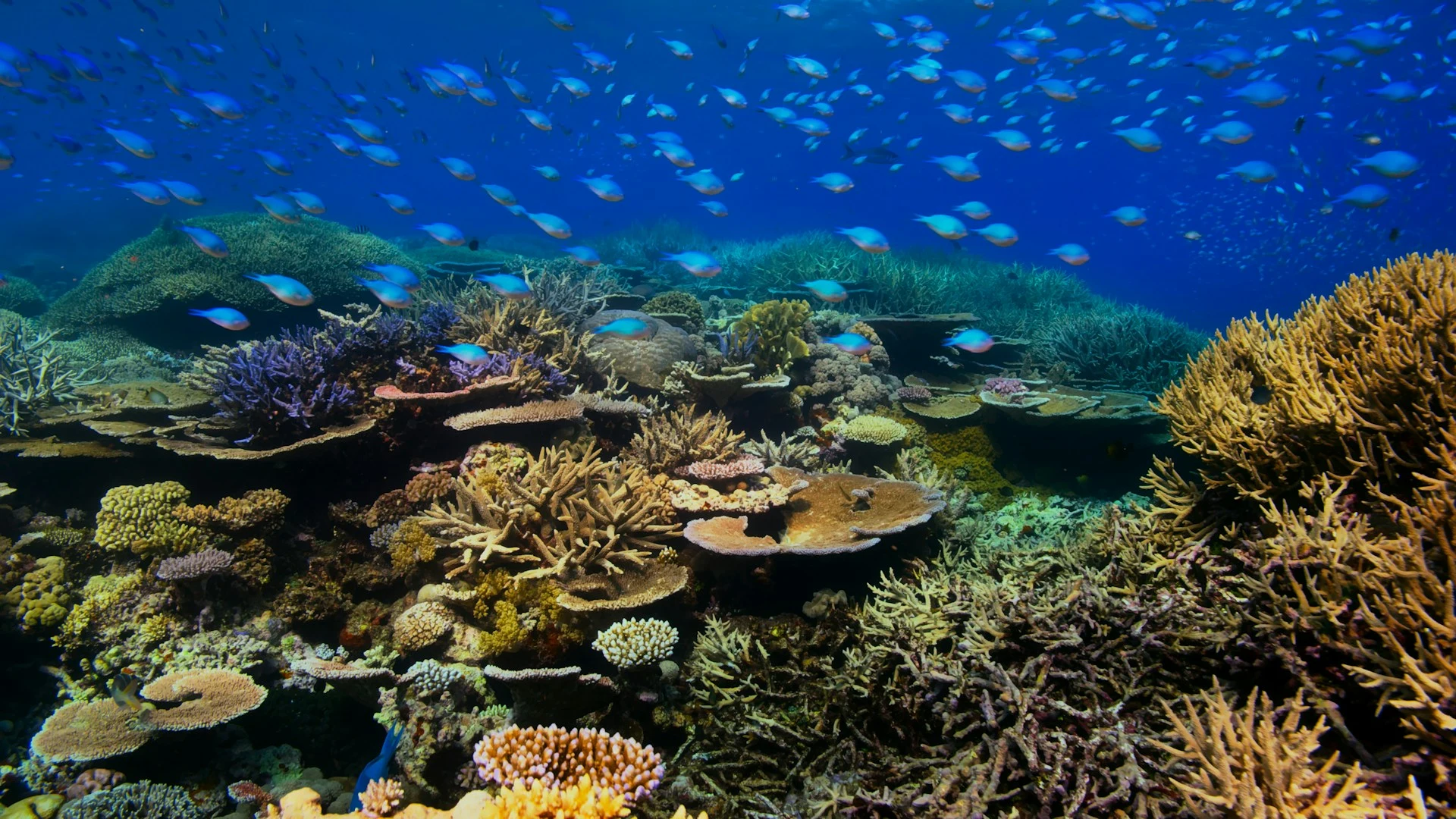 Vibrant healthy coral reef with schooling chromis fish in the Coral Triangle