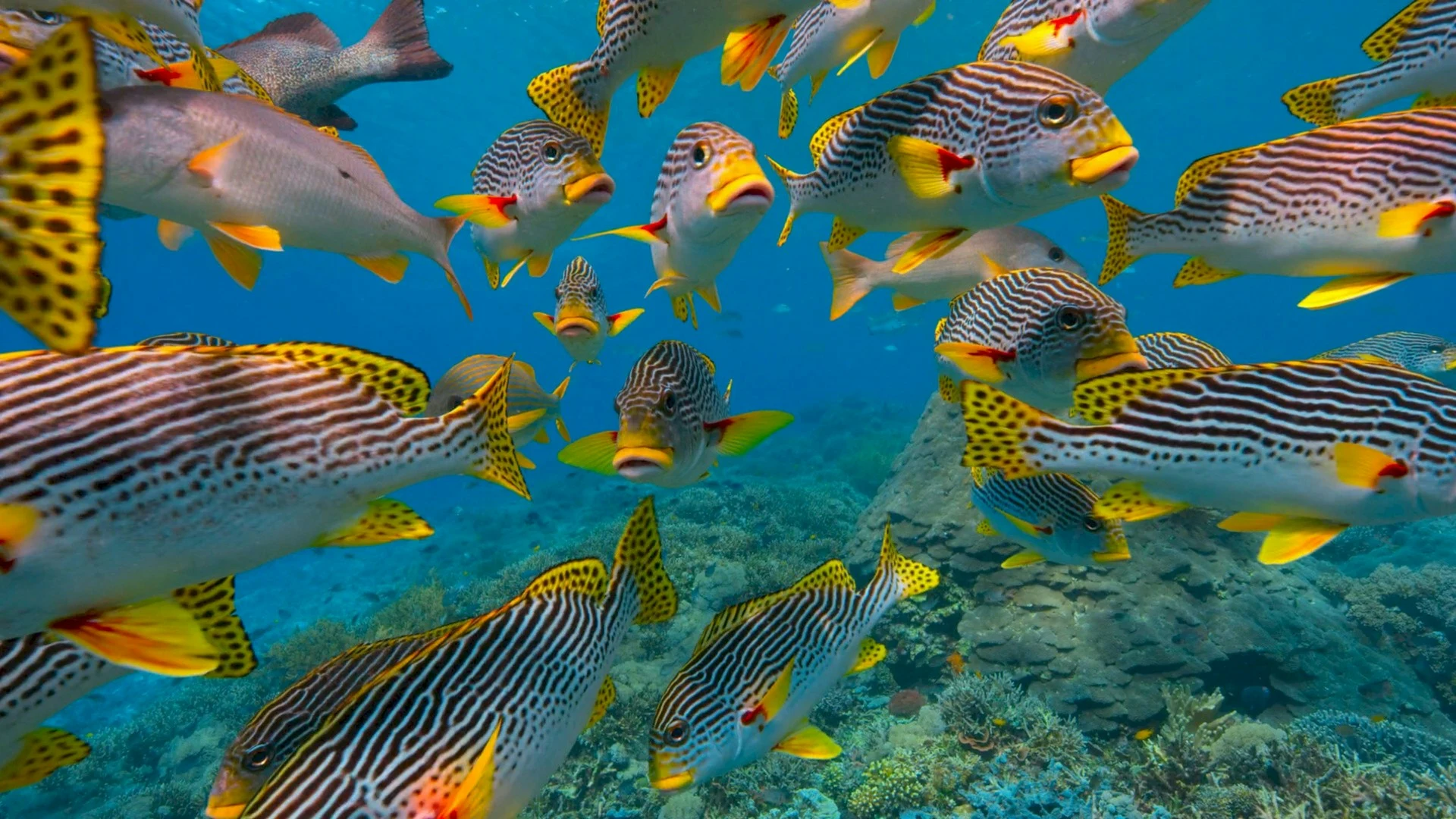 Dense school of diagonal-banded sweetlips fish over a coral reef in the Coral Triangle