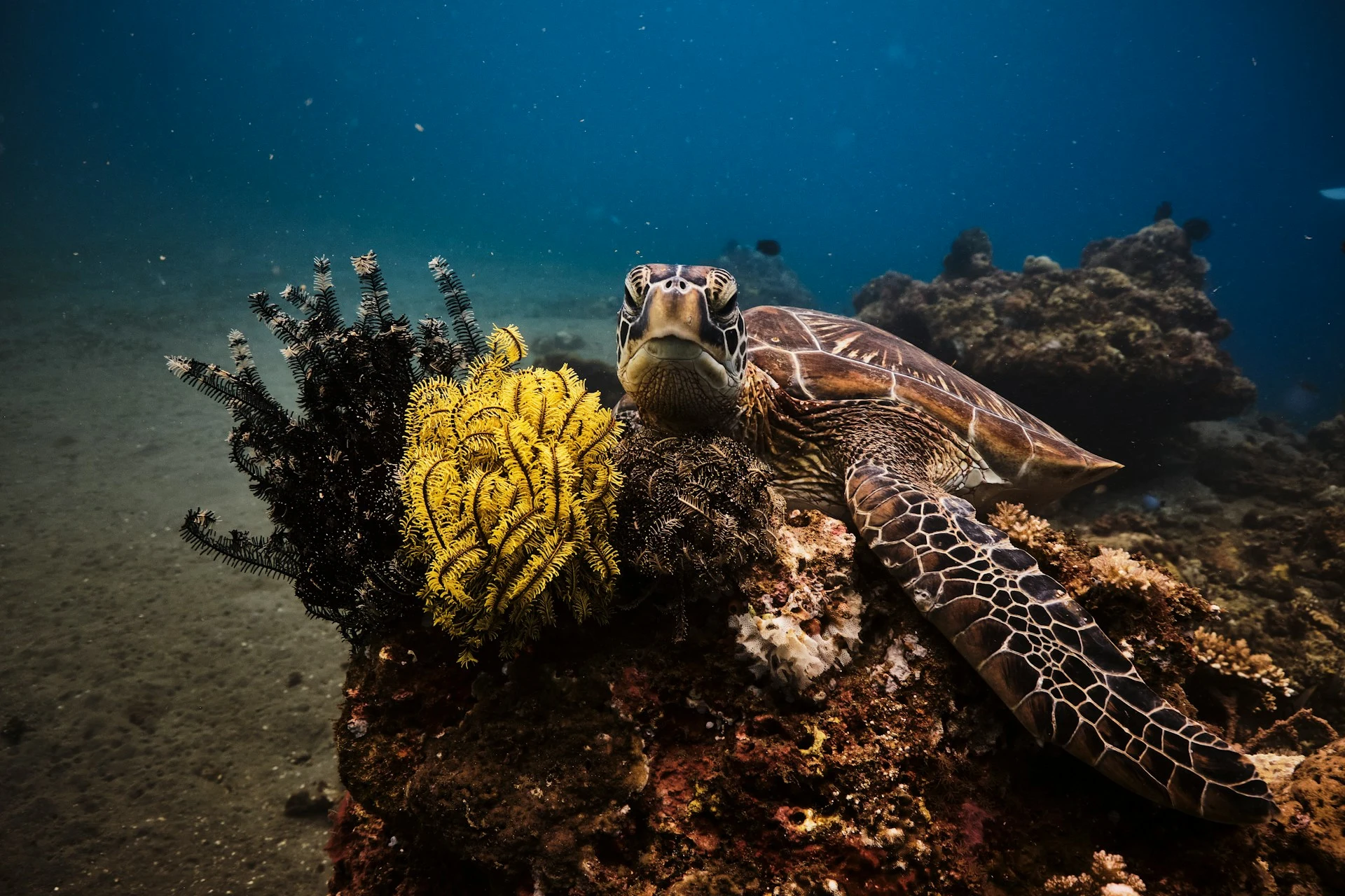 Green sea turtle resting on a coral reef alongside a yellow crinoid, Coral Triangle