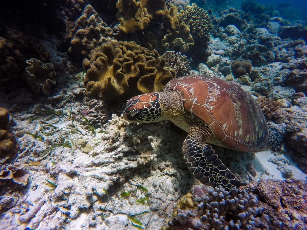 green sea turtle over corals