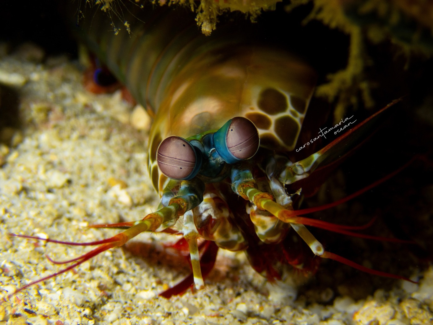 Underwater Macro Photography with the Olympus TG-6