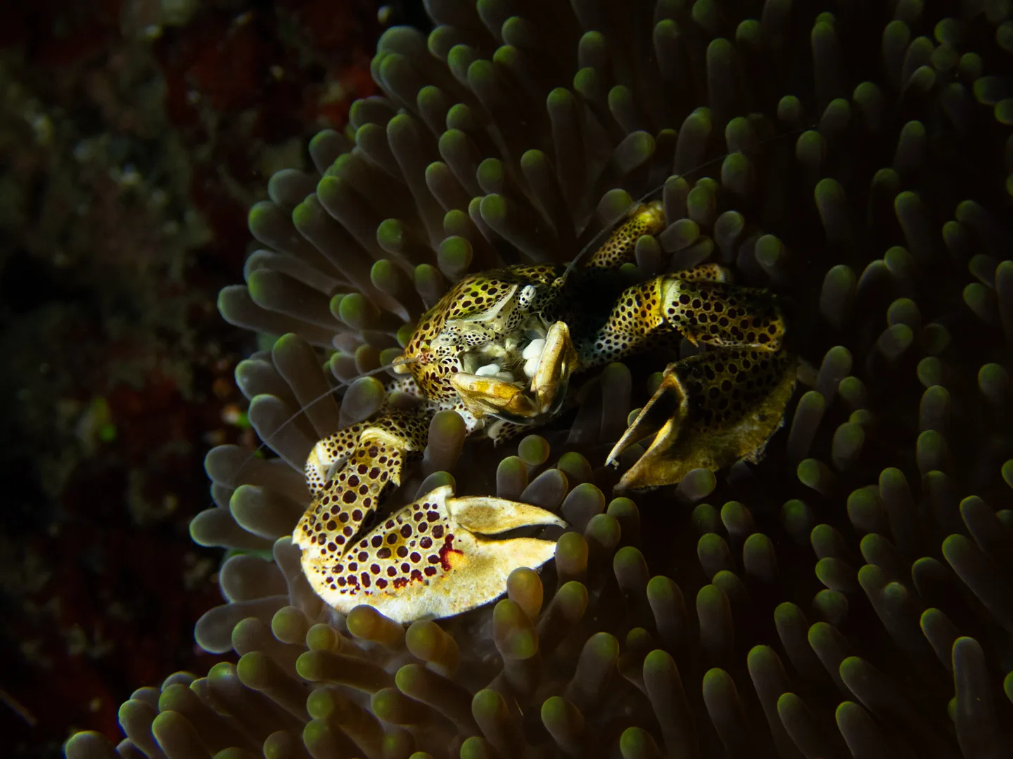 porcelain crab on an anemone