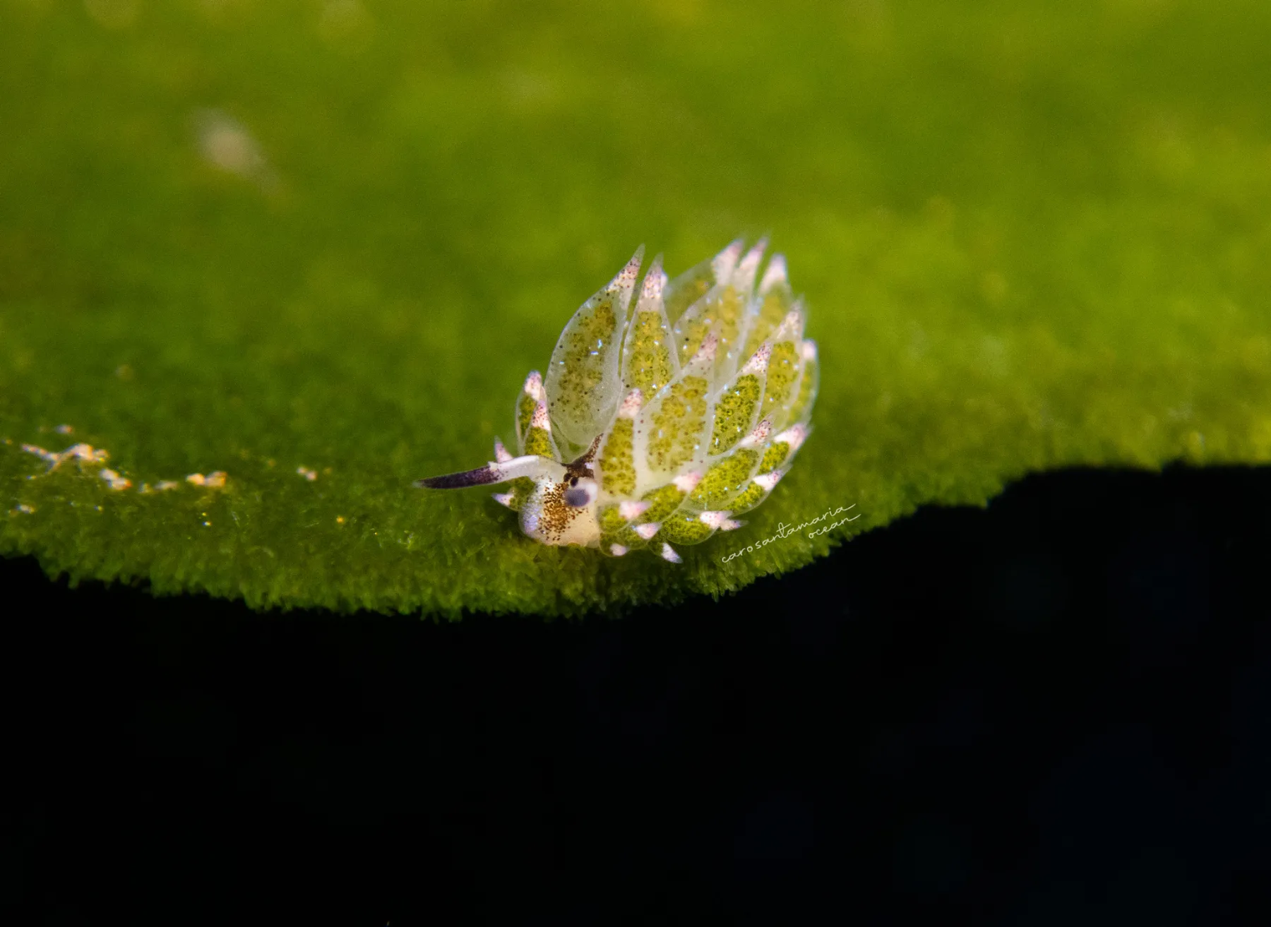 macro shot of sea sluge sheep-nudibranch-costasiella