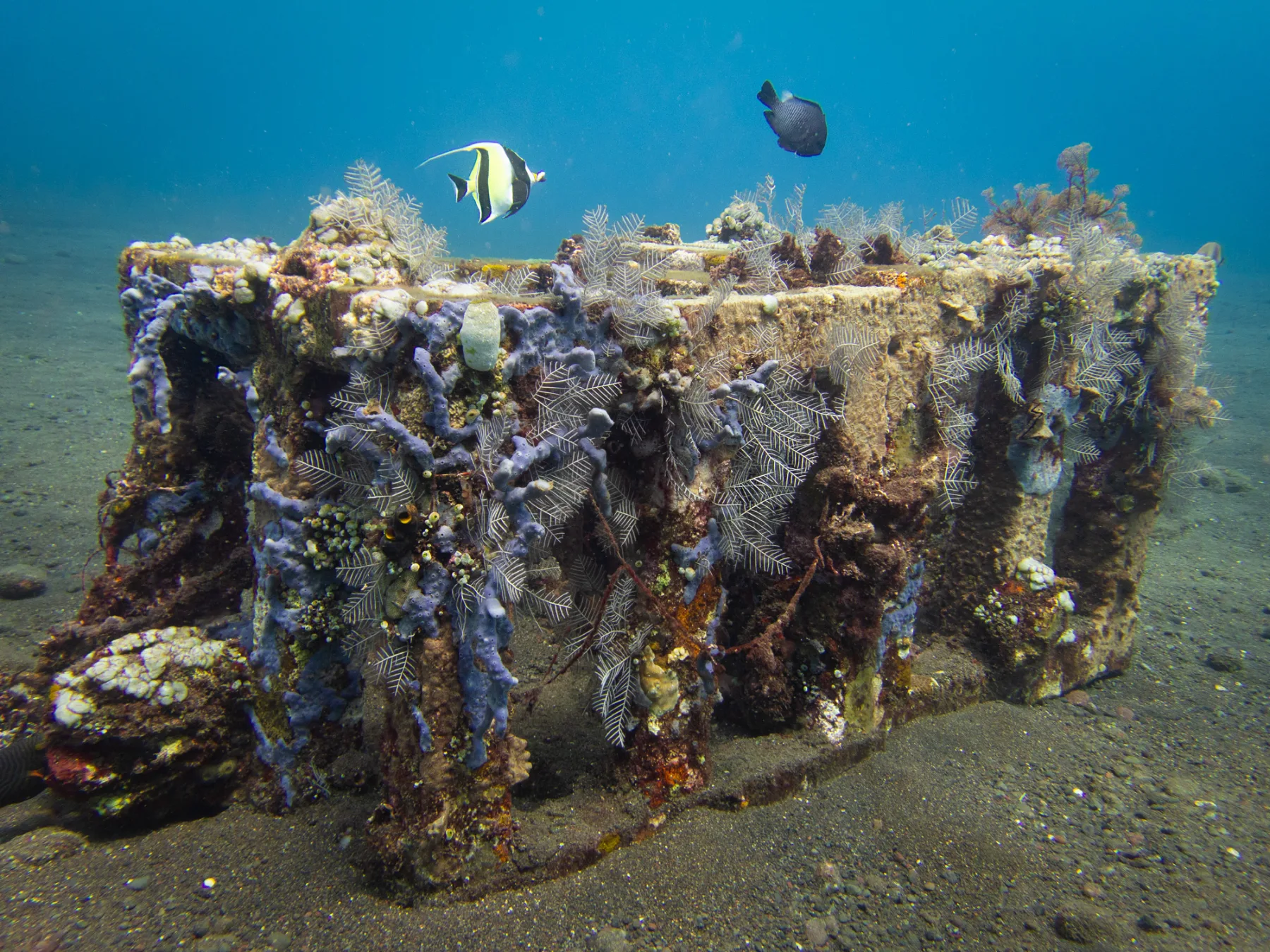 artificial reef on a concrete block with marine life around it