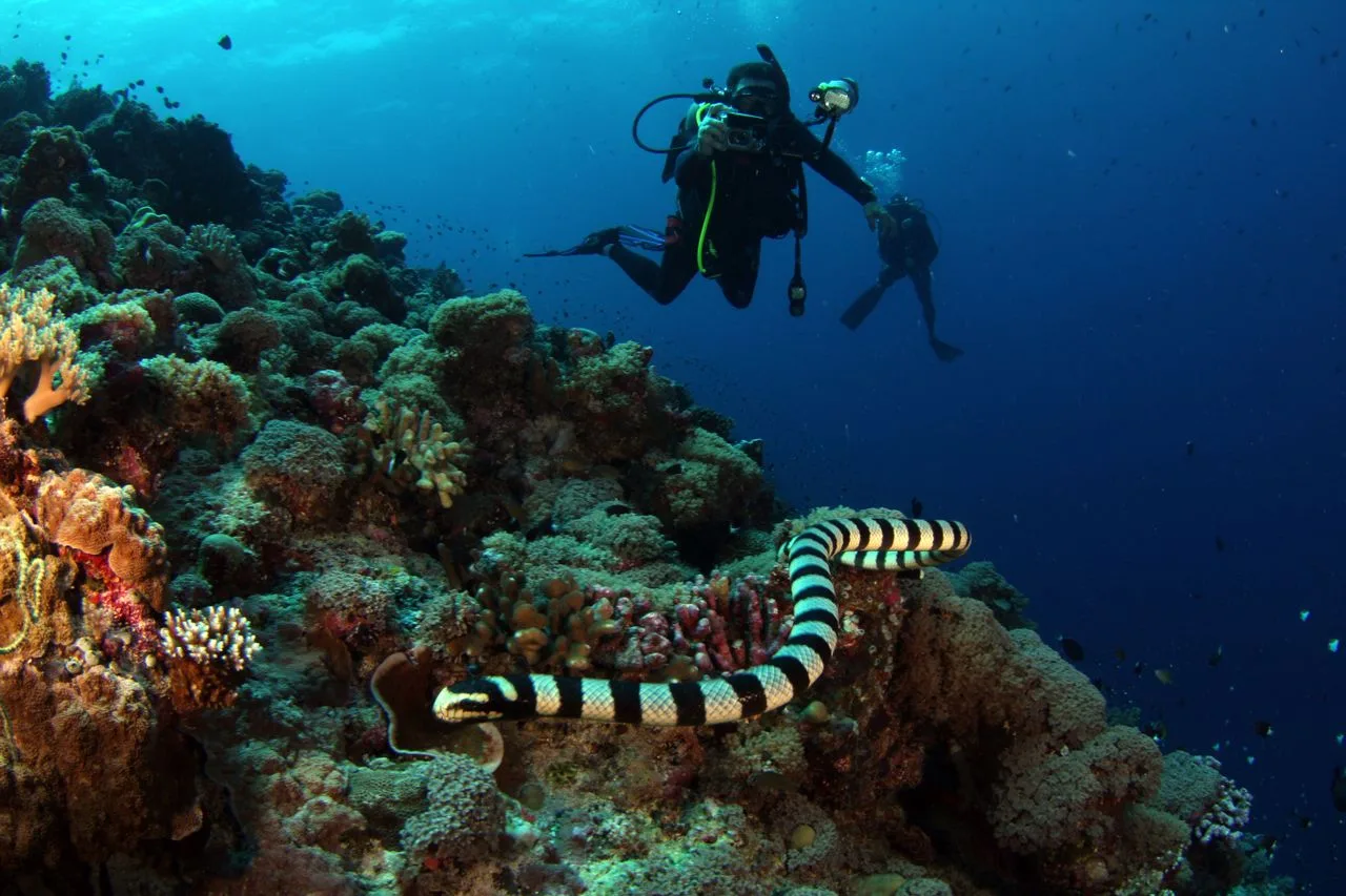 sea snake at the reef and scuba divers on the background holding underwater camera