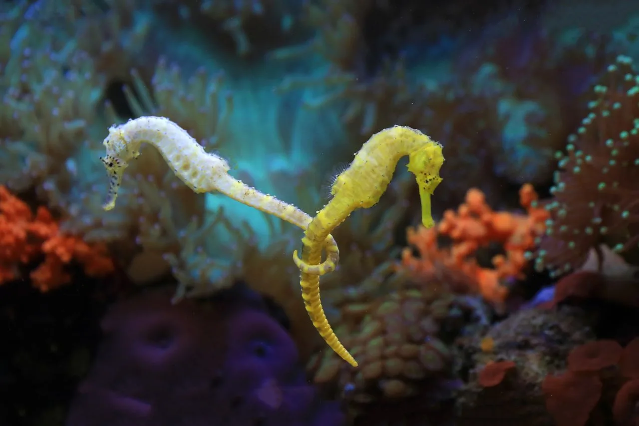 yellow sea horse couple holding tails