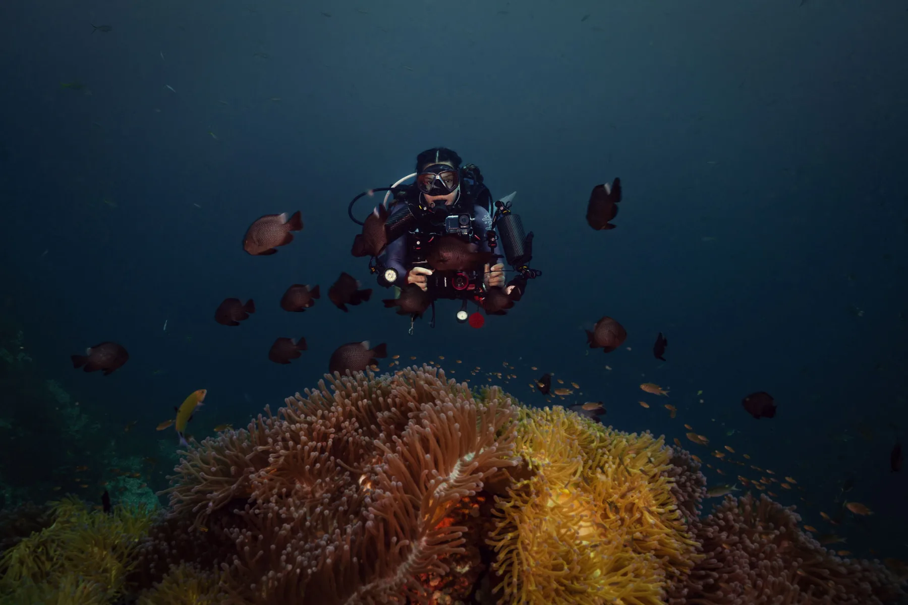 female underwater photographer hovering above an anemone reef with damsel fish around