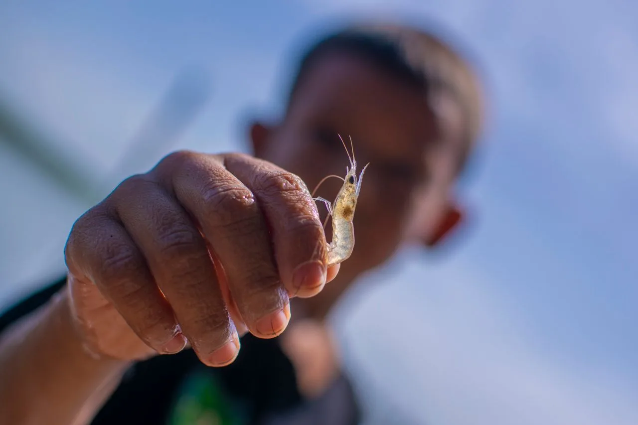 A hand holding a tiny translucent shrimp up close, the kind of small macro subject the Ao Nang local islands are full of