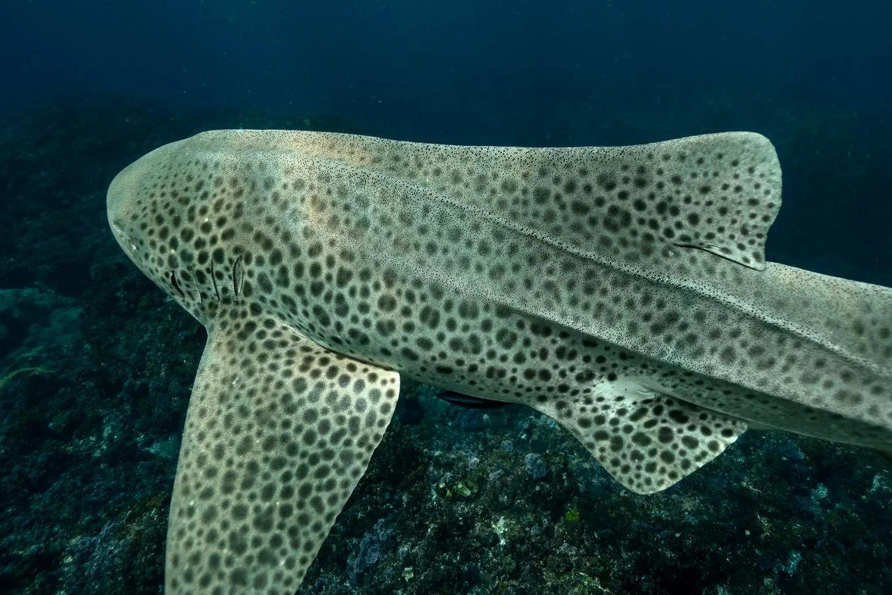 leopard shark swimming at the reef